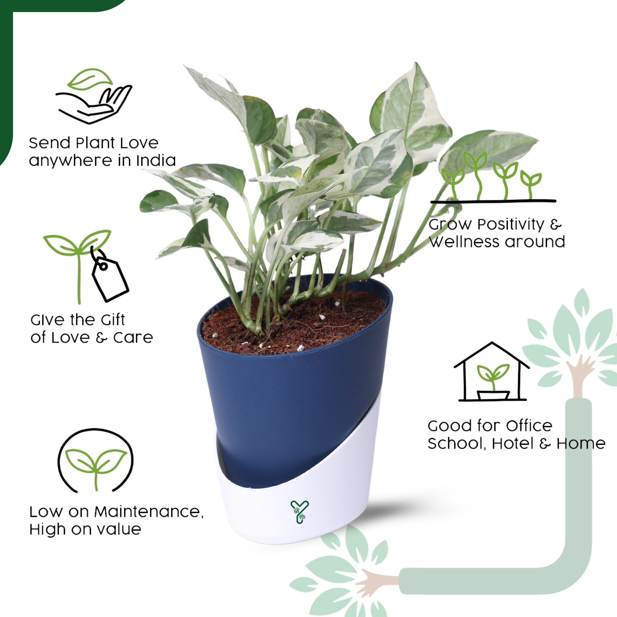 N'Joy Money Plant- Air Purifying & Easy Care Indoor Plant_4