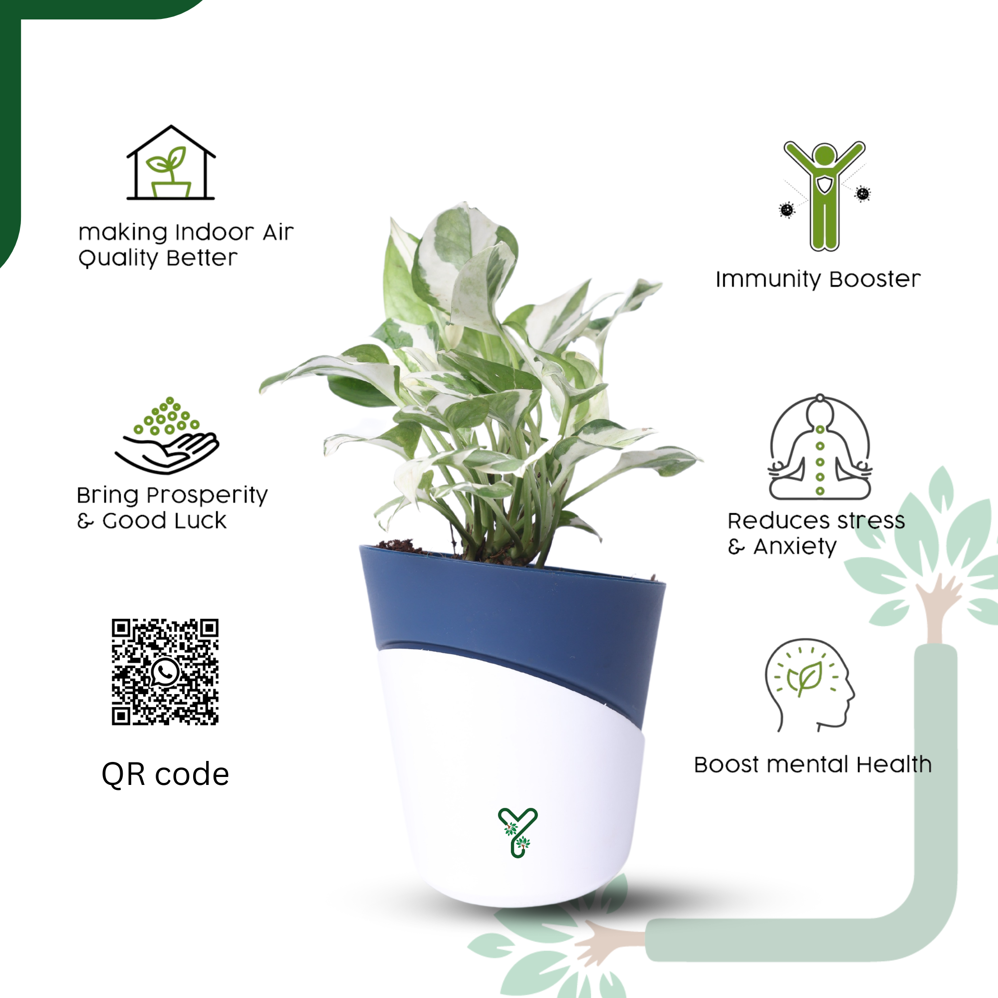 N'Joy Money Plant- Air Purifying & Easy Care Indoor Plant_5