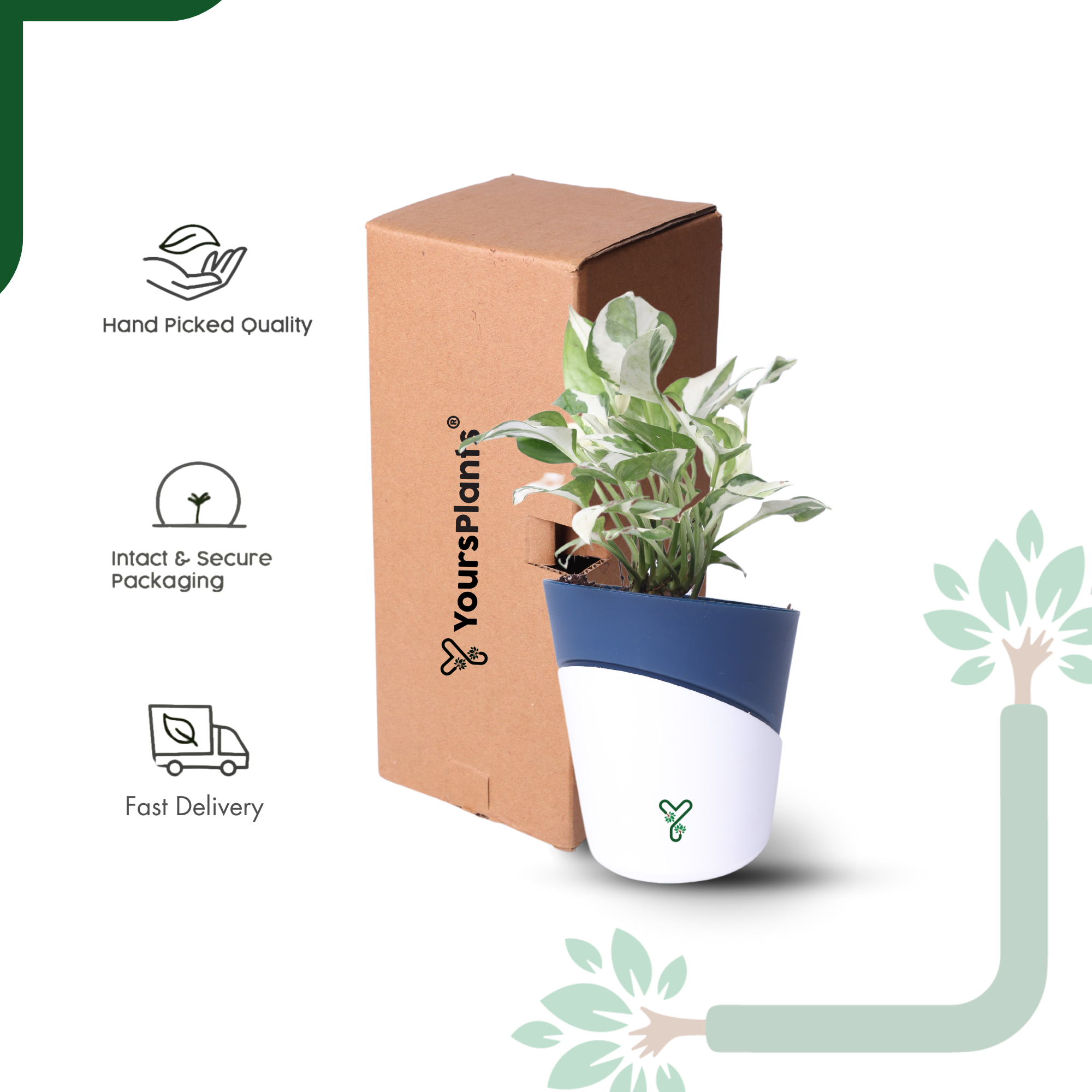 N'Joy Money Plant- Air Purifying & Easy Care Indoor Plant_6