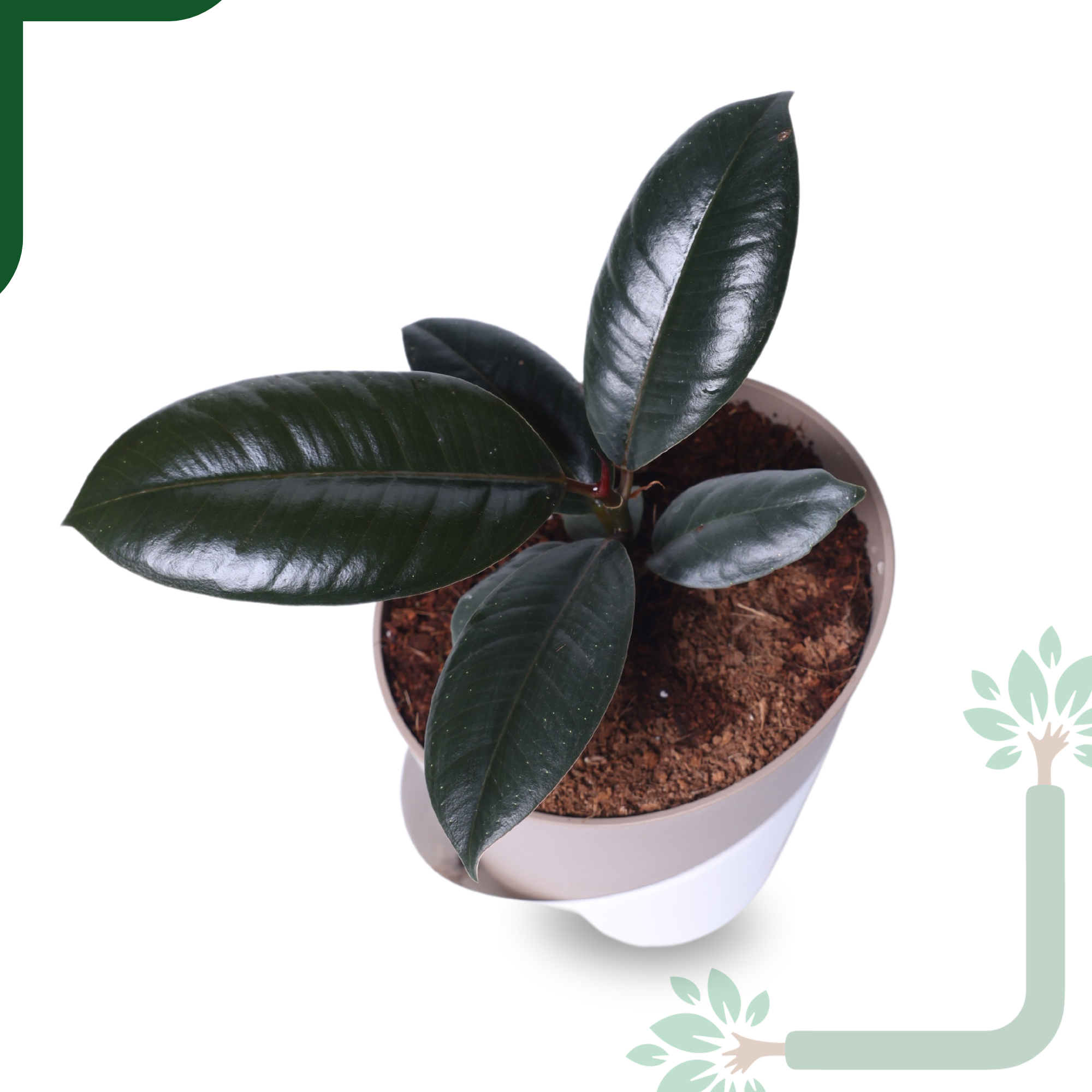 Rubber Plant in Atlantis Self-Watering Pot – Low Maintenance Indoor Plant for Home & Office Decor_1