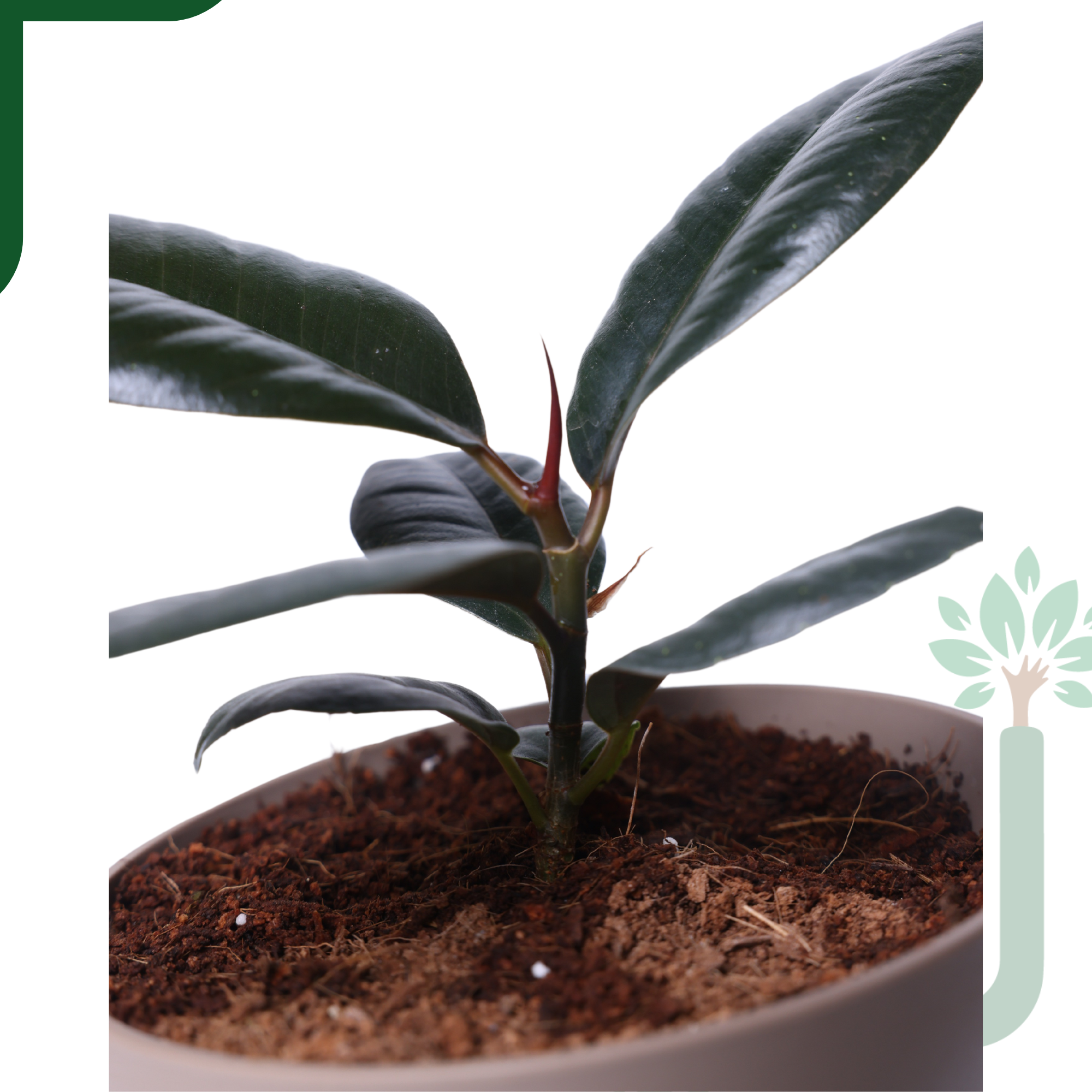 Rubber Plant in Atlantis Self-Watering Pot – Low Maintenance Indoor Plant for Home & Office Decor_2