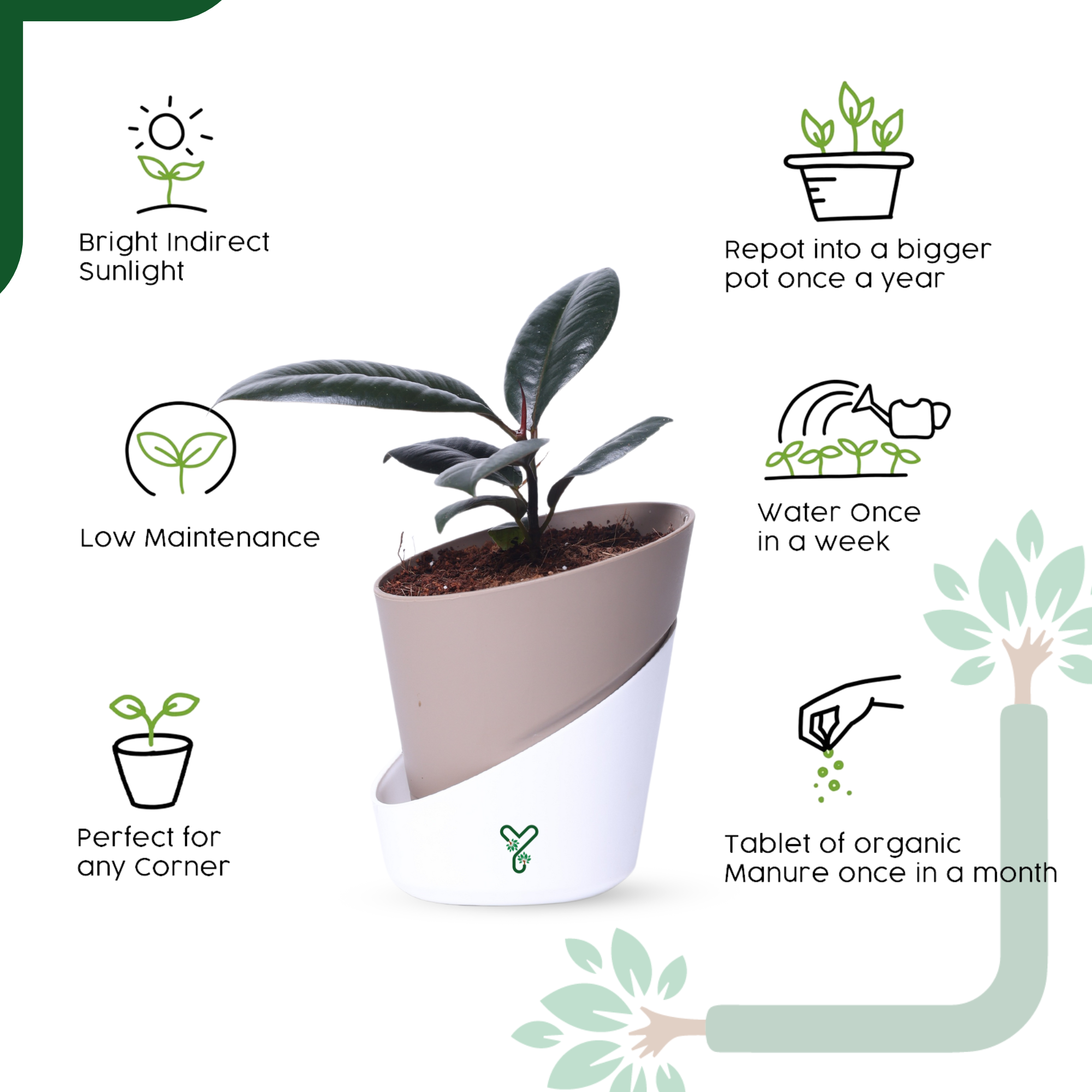 Rubber Plant in Atlantis Self-Watering Pot – Low Maintenance Indoor Plant for Home & Office Decor_3