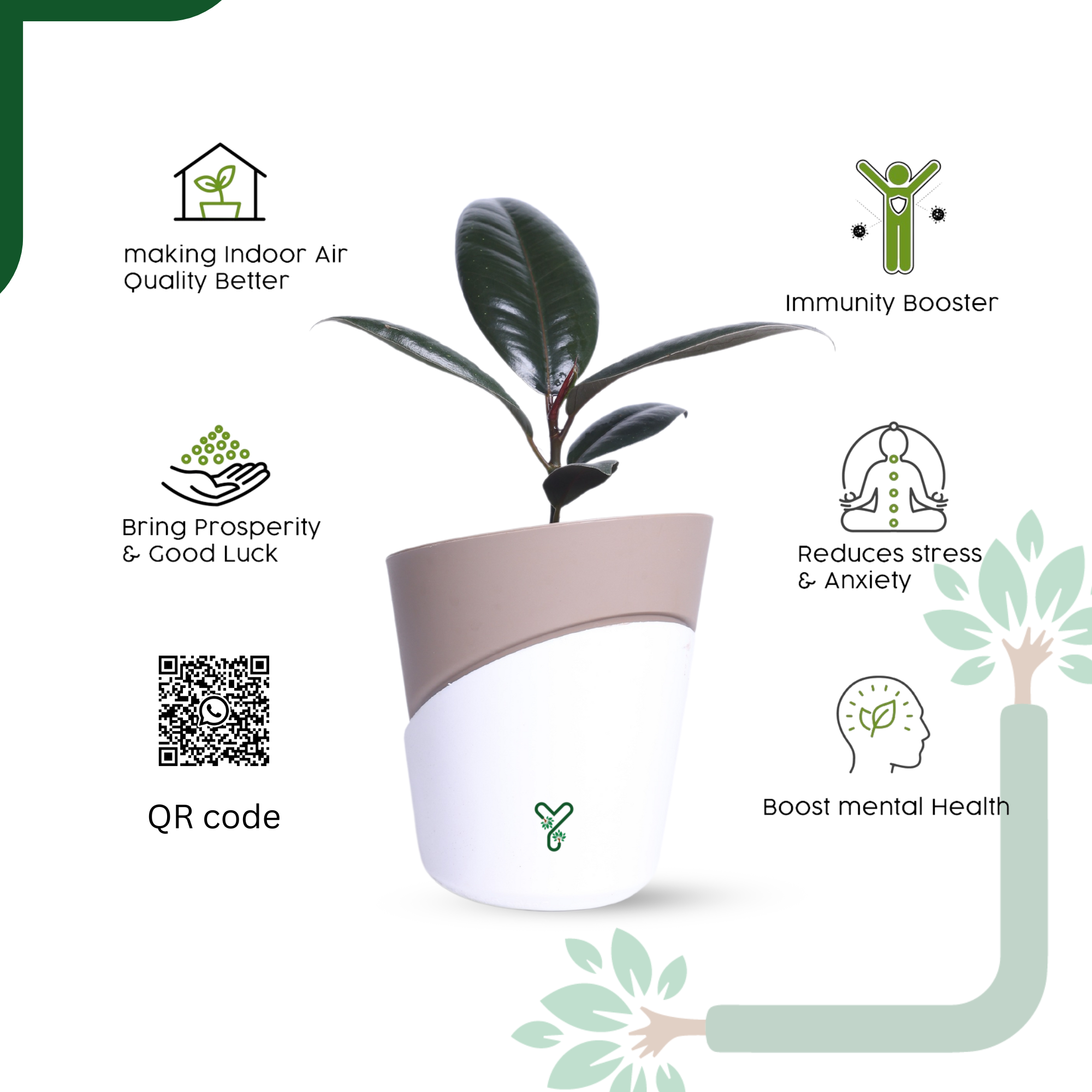 Rubber Plant in Atlantis Self-Watering Pot – Low Maintenance Indoor Plant for Home & Office Decor_4
