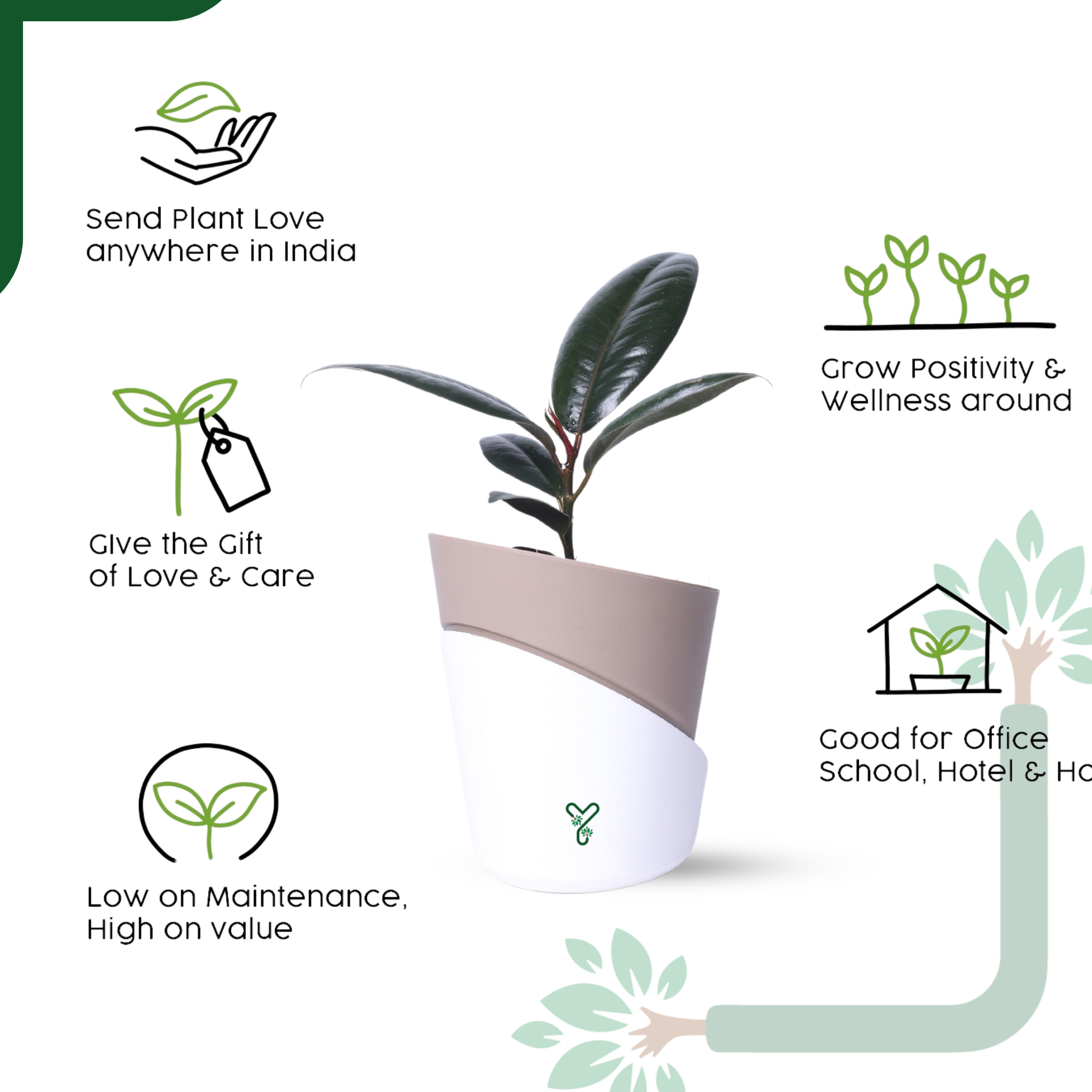 Rubber Plant in Atlantis Self-Watering Pot – Low Maintenance Indoor Plant for Home & Office Decor_5