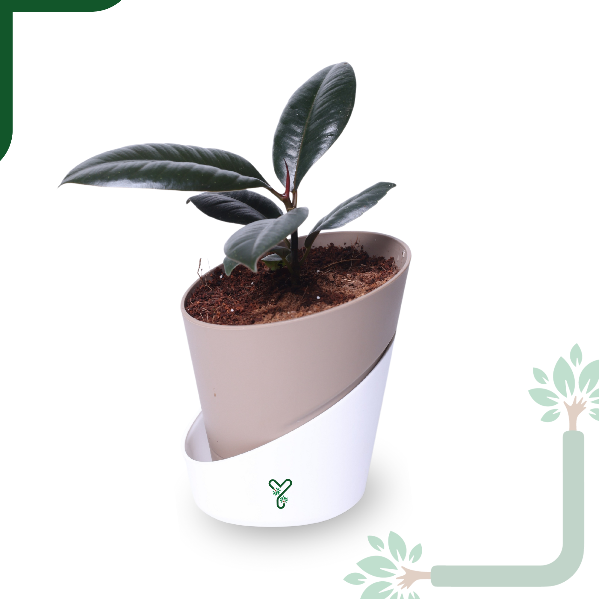 Rubber Plant in Atlantis Self-Watering Pot – Low Maintenance Indoor Plant for Home & Office Decor_6