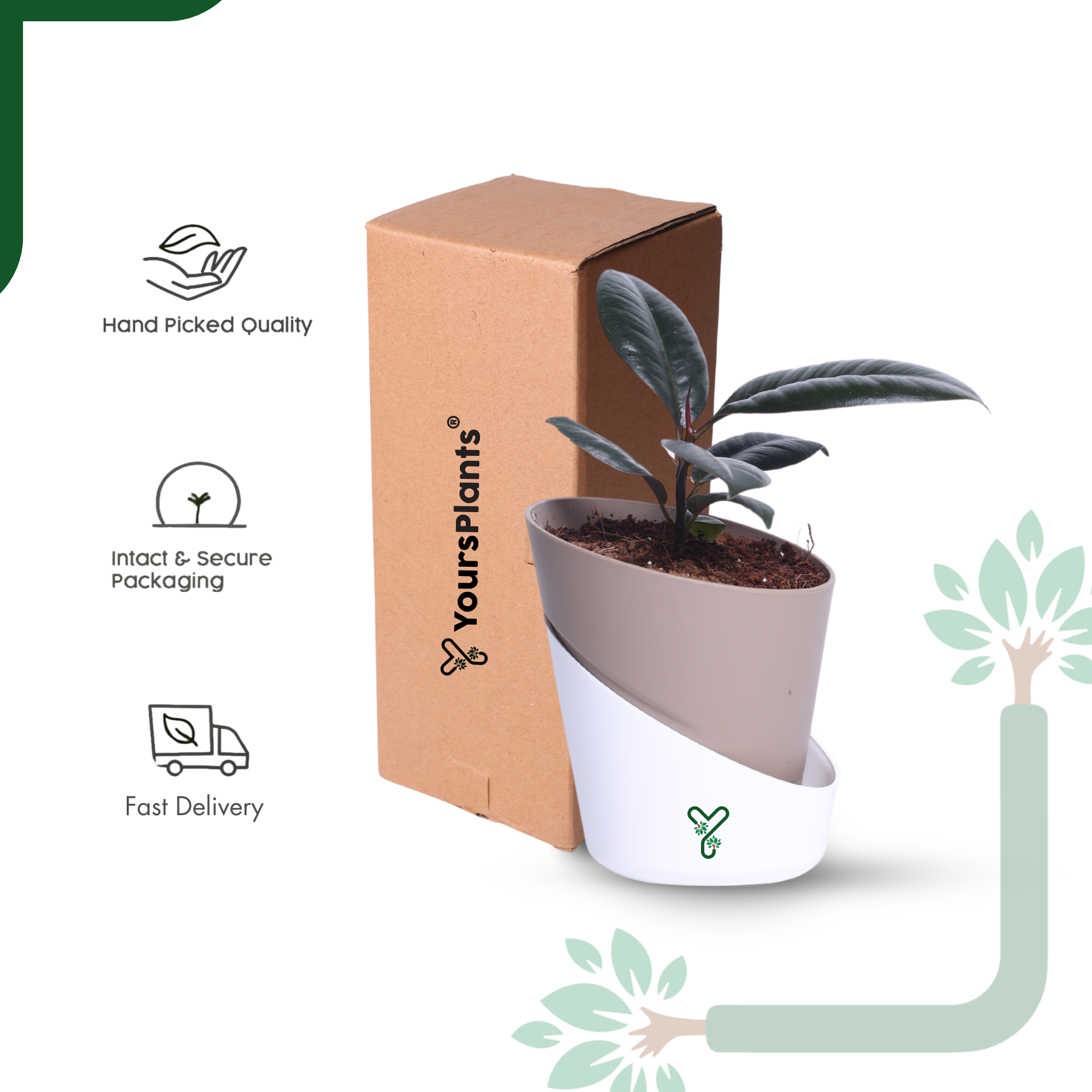 Rubber Plant in Atlantis Self-Watering Pot – Low Maintenance Indoor Plant for Home & Office Decor_7