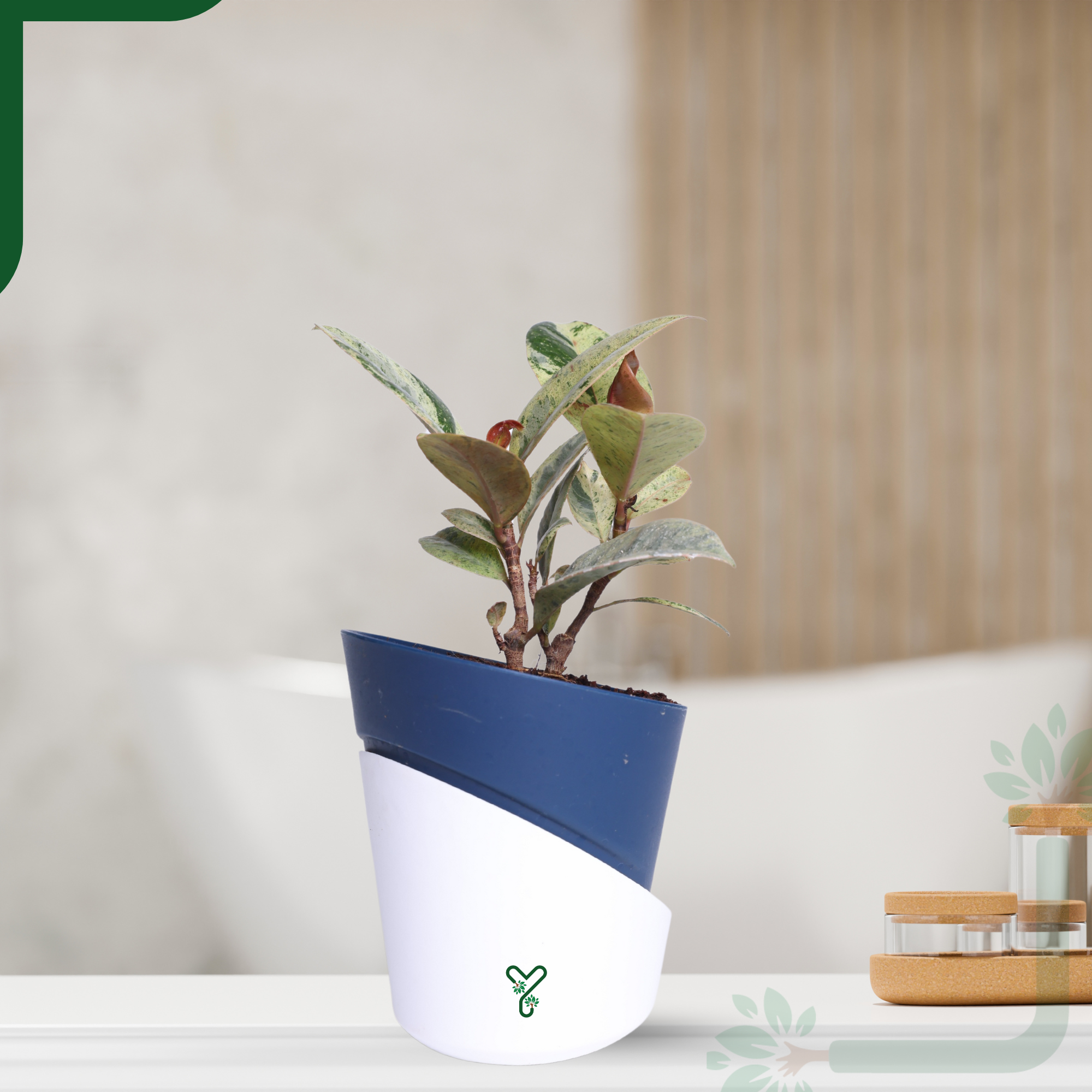 Ficus Tineke Rubber Plant - Variegated Air Purifier for Your Indoor Garden_0