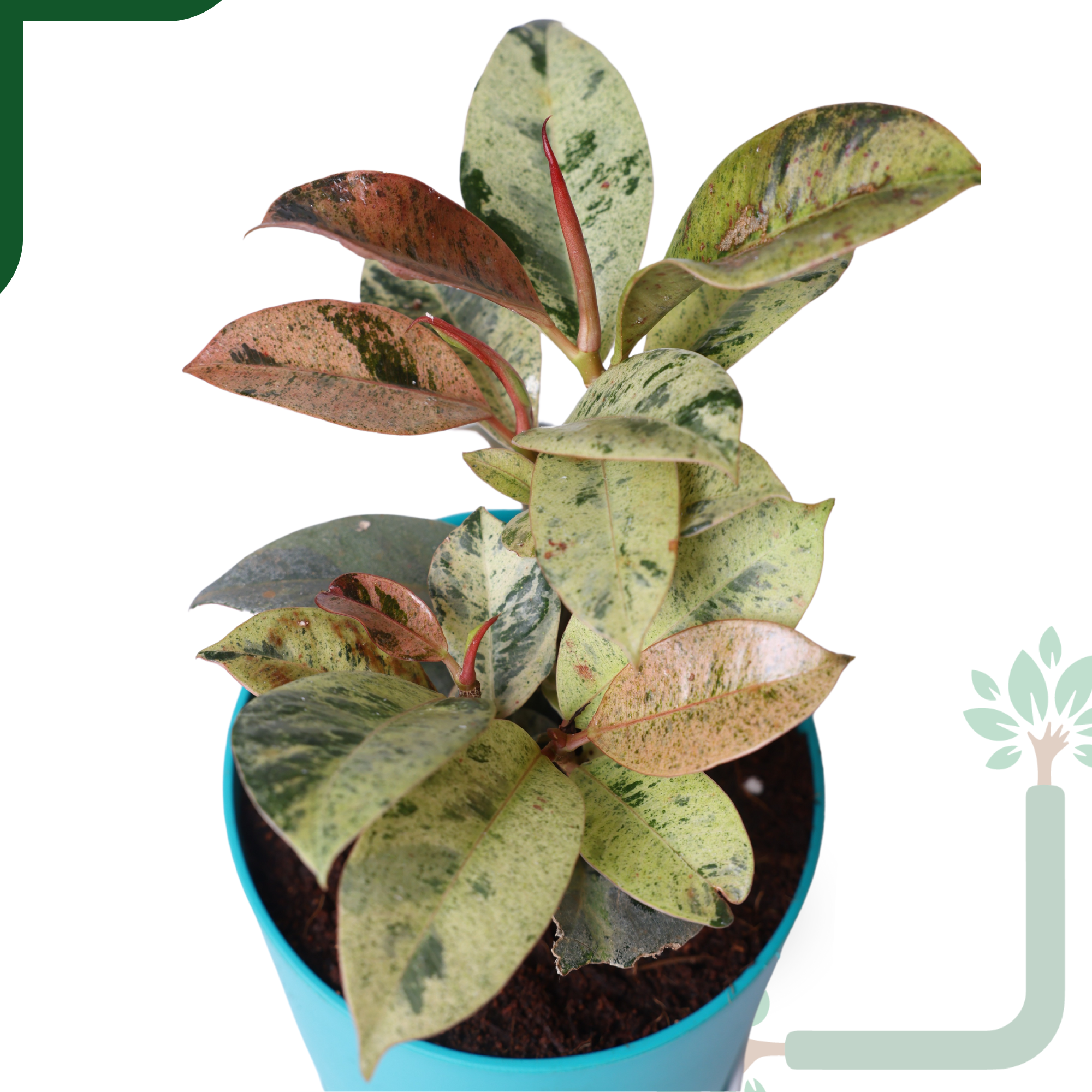Ficus Tineke Rubber Plant - Variegated Air Purifier for Your Indoor Garden_1