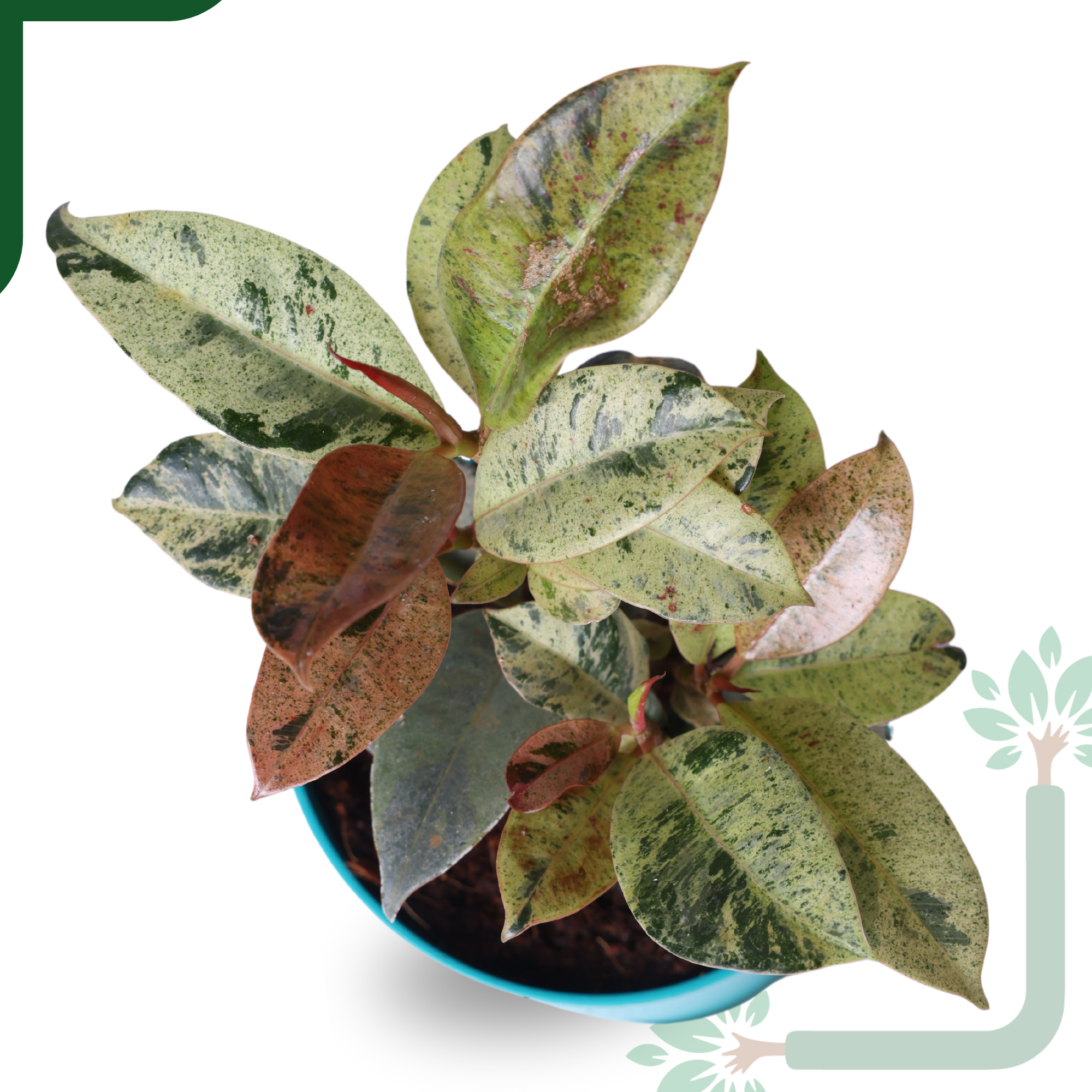Ficus Tineke Rubber Plant - Variegated Air Purifier for Your Indoor Garden_2