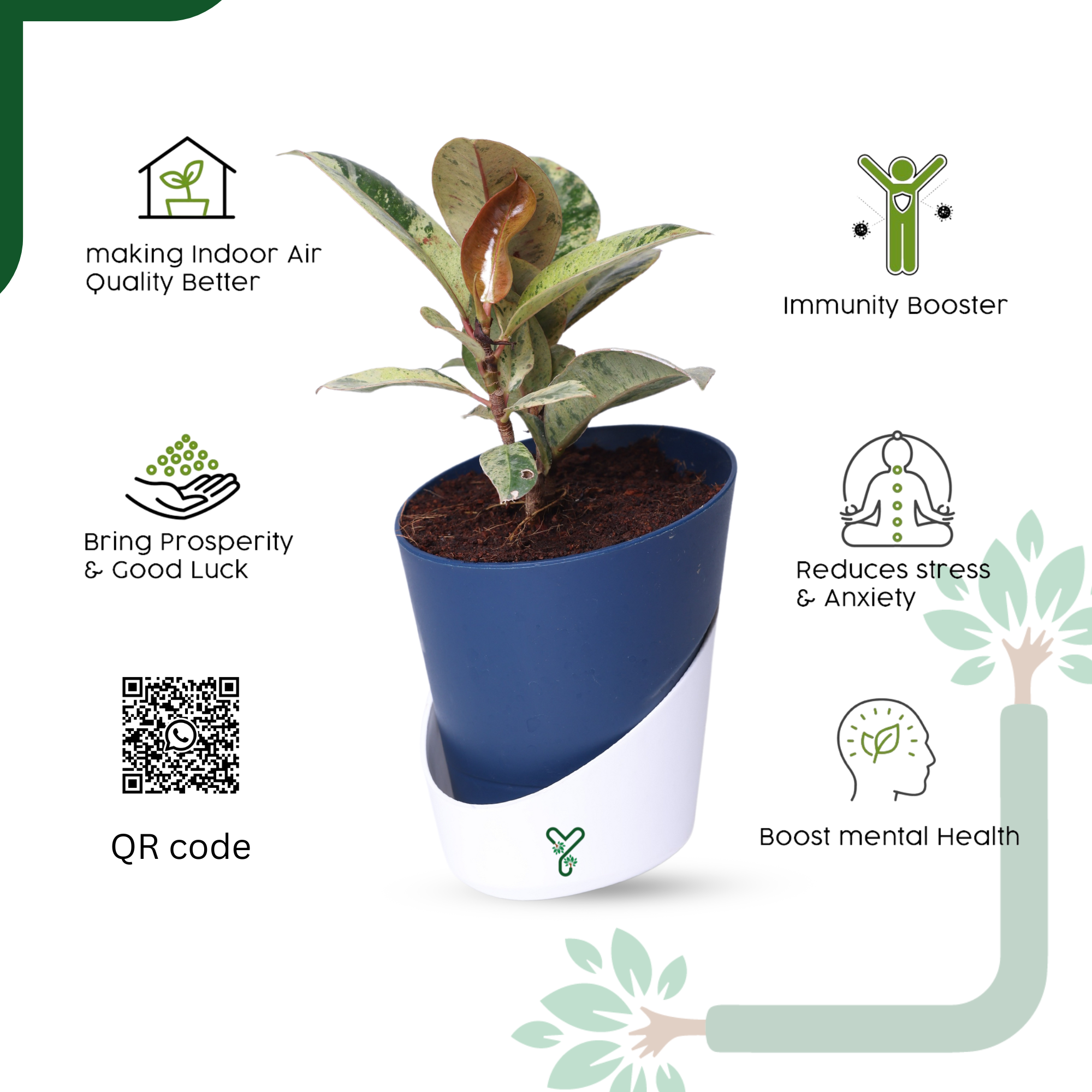 Ficus Tineke Rubber Plant - Variegated Air Purifier for Your Indoor Garden_3