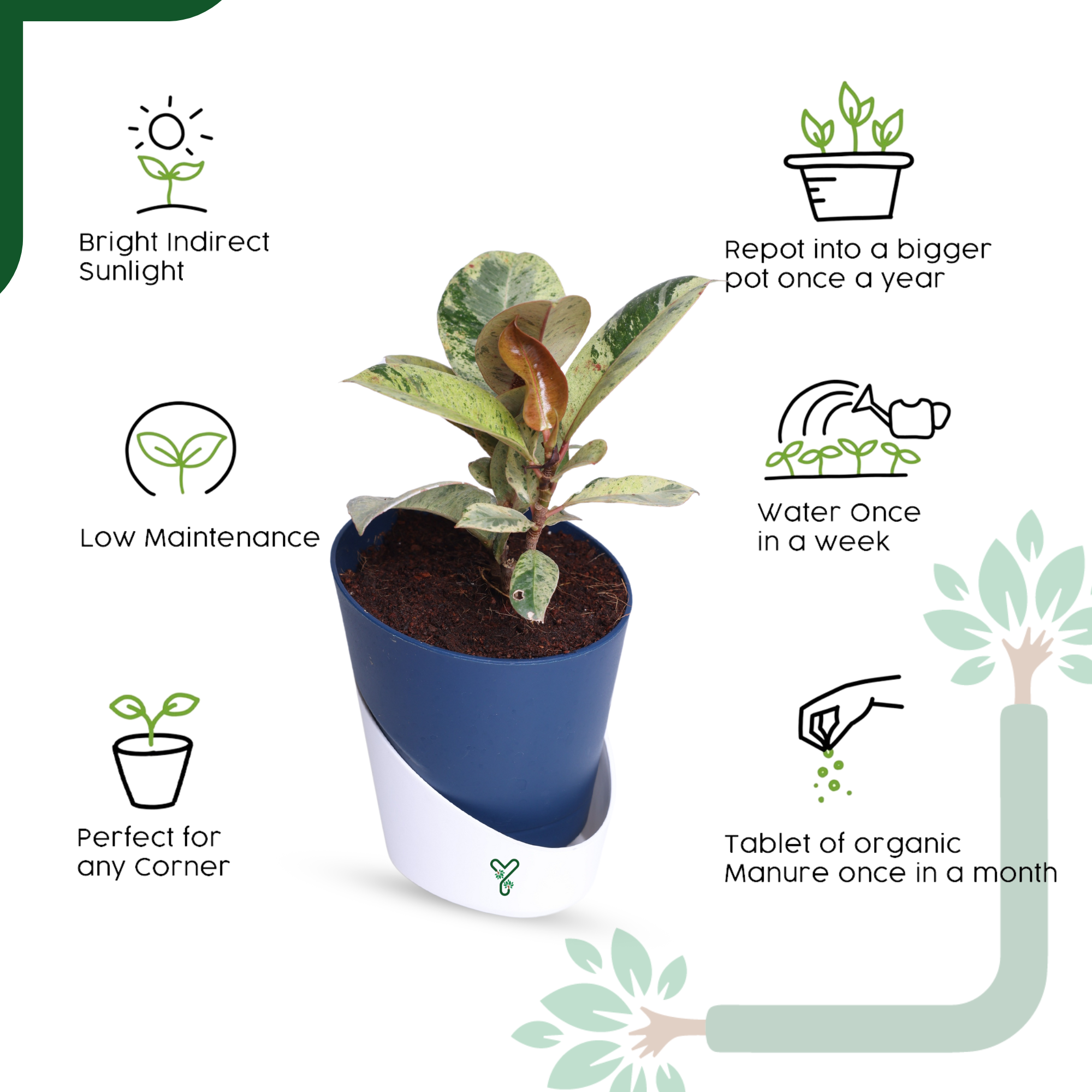 Ficus Tineke Rubber Plant - Variegated Air Purifier for Your Indoor Garden_4