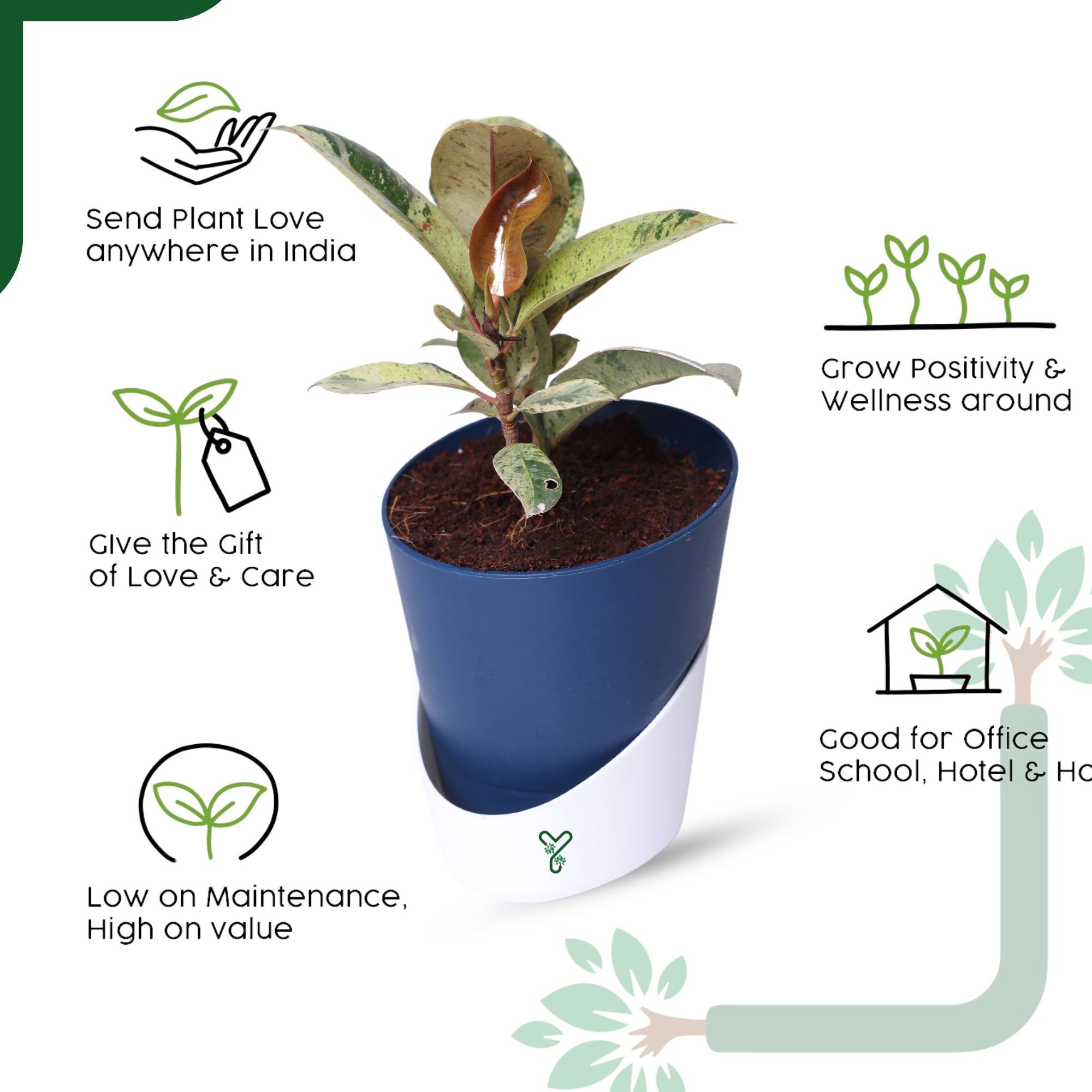 Ficus Tineke Rubber Plant - Variegated Air Purifier for Your Indoor Garden_5