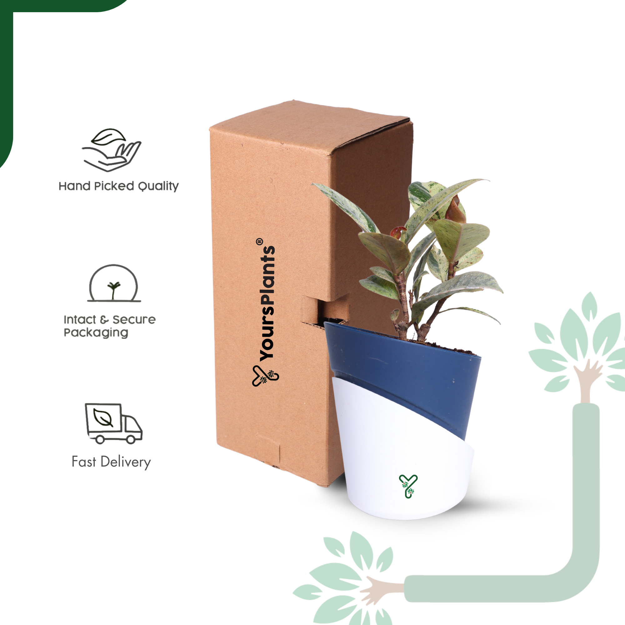 Ficus Tineke Rubber Plant - Variegated Air Purifier for Your Indoor Garden_6