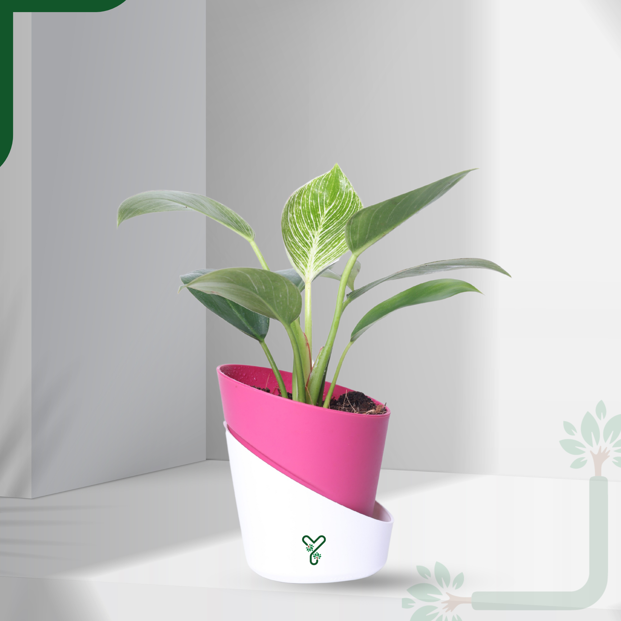 Philodendron Birkin Live Plant- Elegant Indoor Greenery & Thoughtful Gift_0