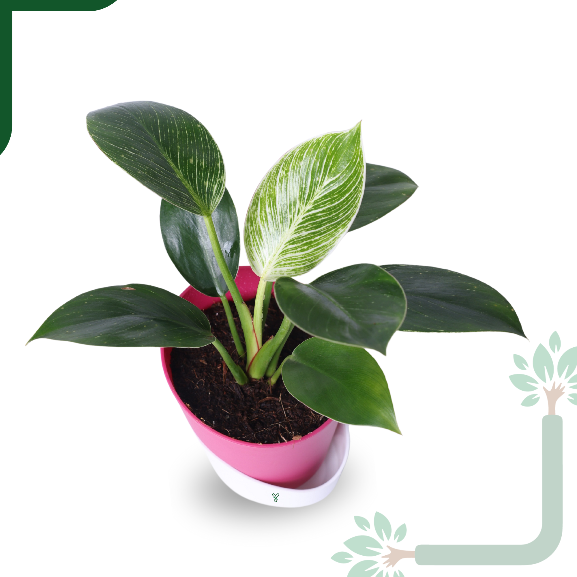 Philodendron Birkin Live Plant- Elegant Indoor Greenery & Thoughtful Gift_1