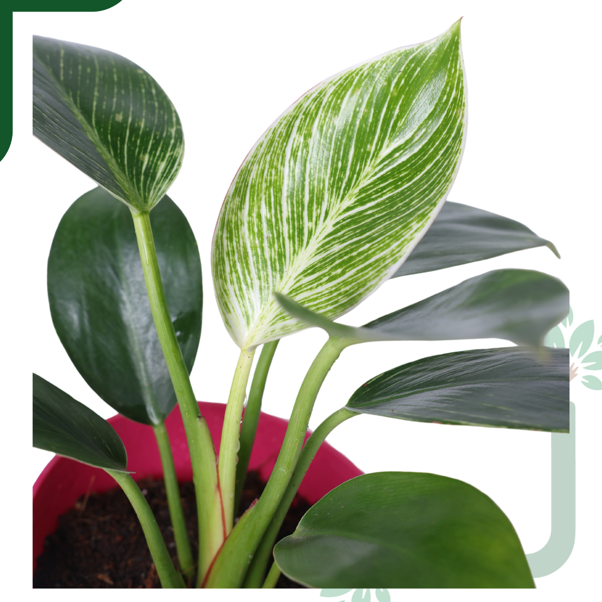 Philodendron Birkin Live Plant- Elegant Indoor Greenery & Thoughtful Gift_2