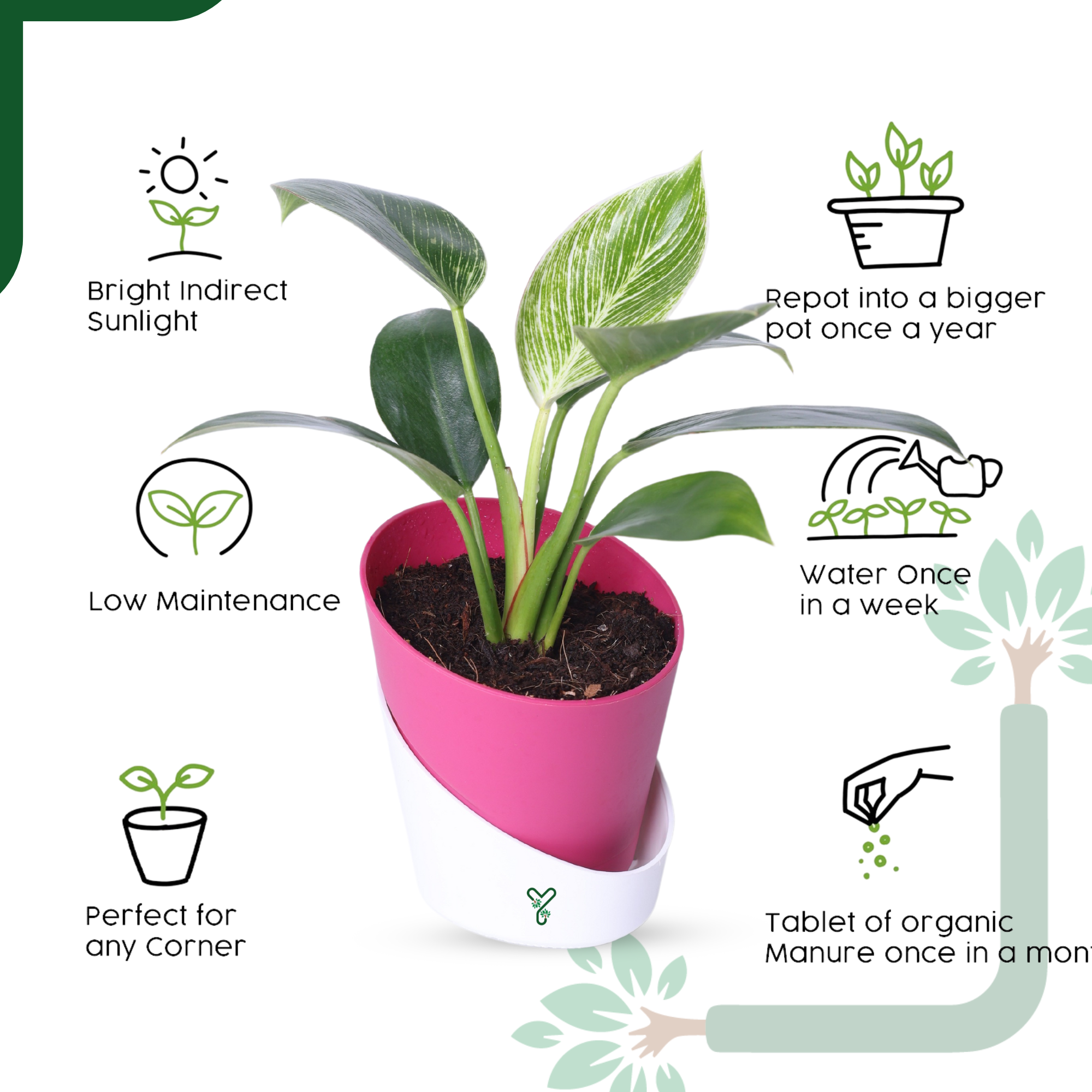 Philodendron Birkin Live Plant- Elegant Indoor Greenery & Thoughtful Gift_3