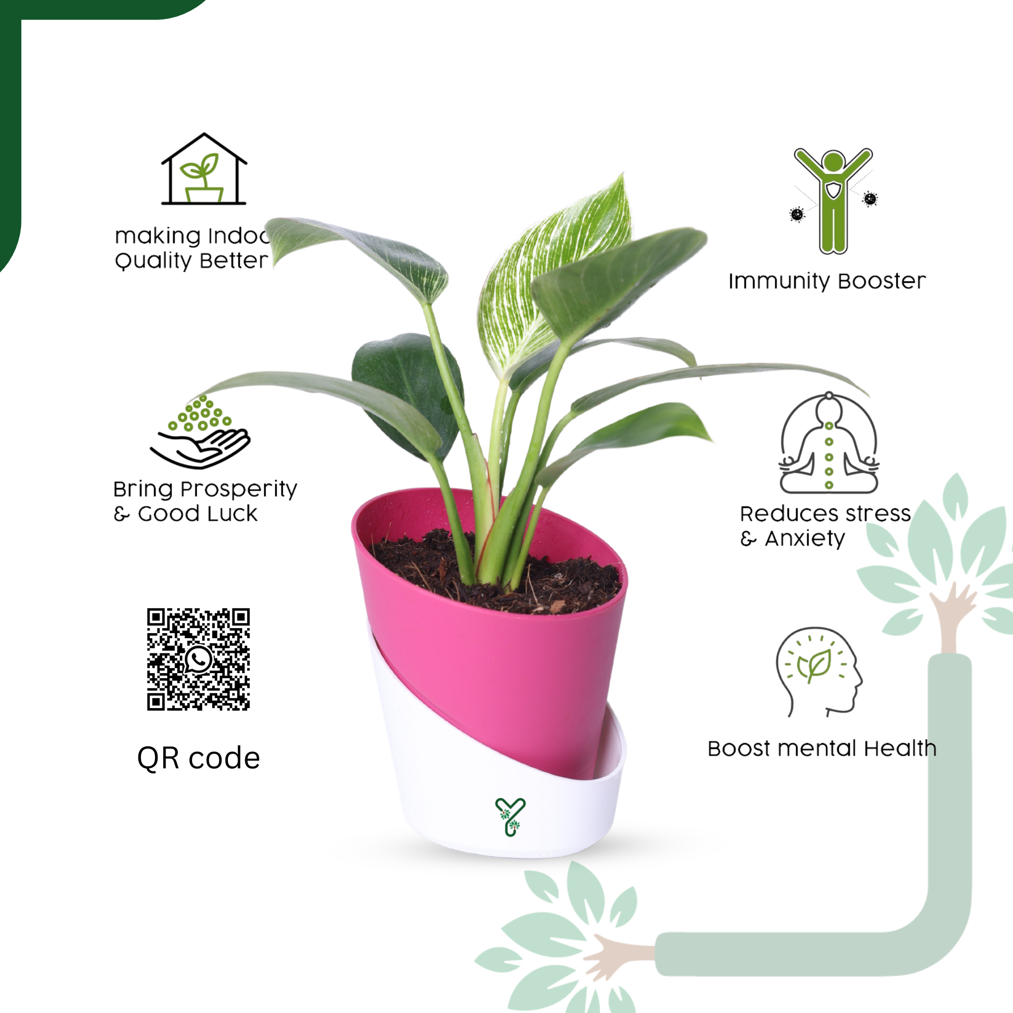 Philodendron Birkin Live Plant- Elegant Indoor Greenery & Thoughtful Gift_4