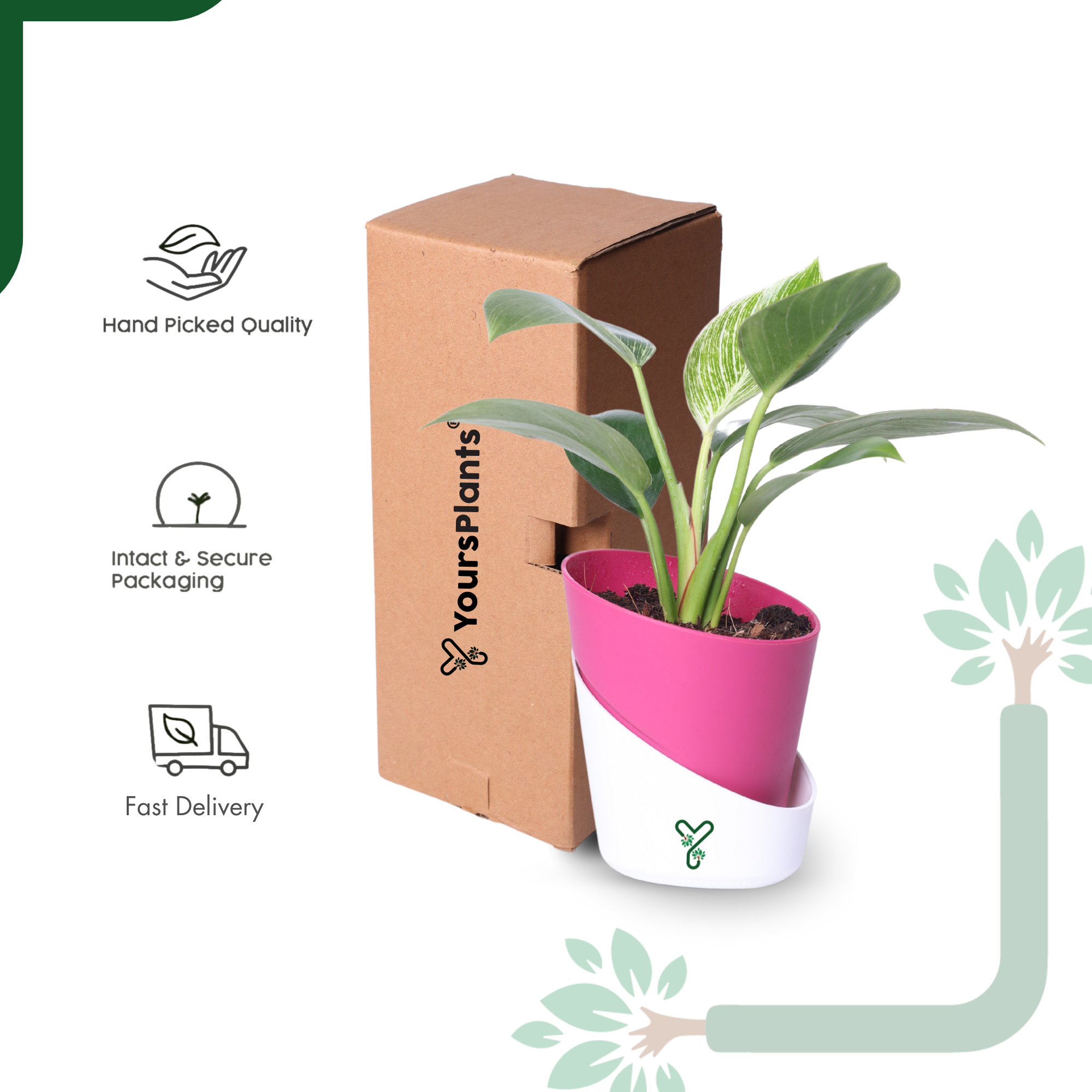 Philodendron Birkin Live Plant- Elegant Indoor Greenery & Thoughtful Gift_6
