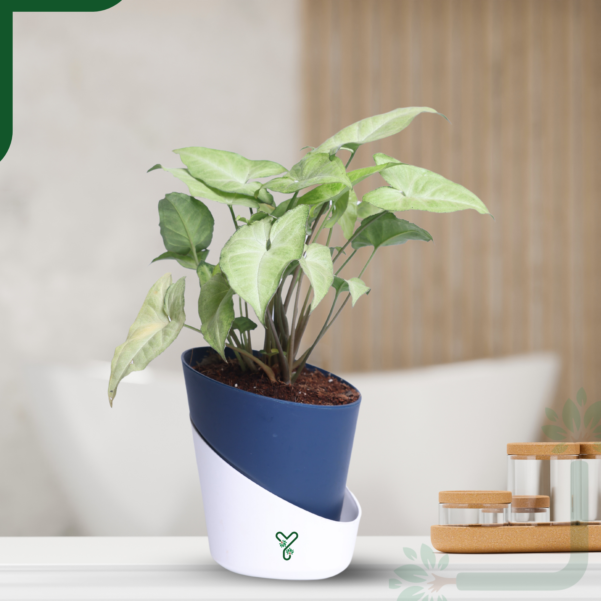 Syngonium White Butterfly Plant-Air Purifying & Elegant Indoor Plant_0