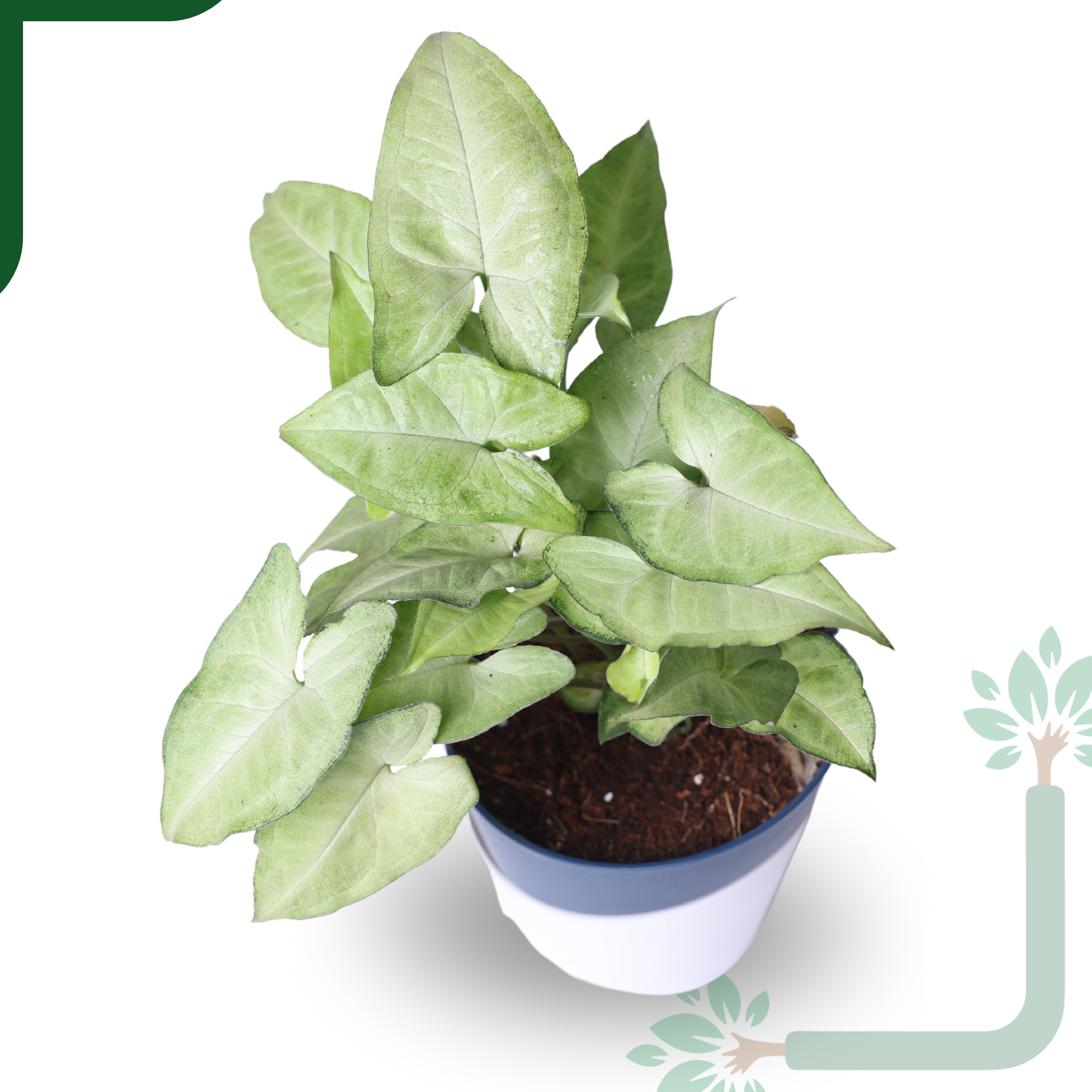 Syngonium White Butterfly Plant-Air Purifying & Elegant Indoor Plant_1