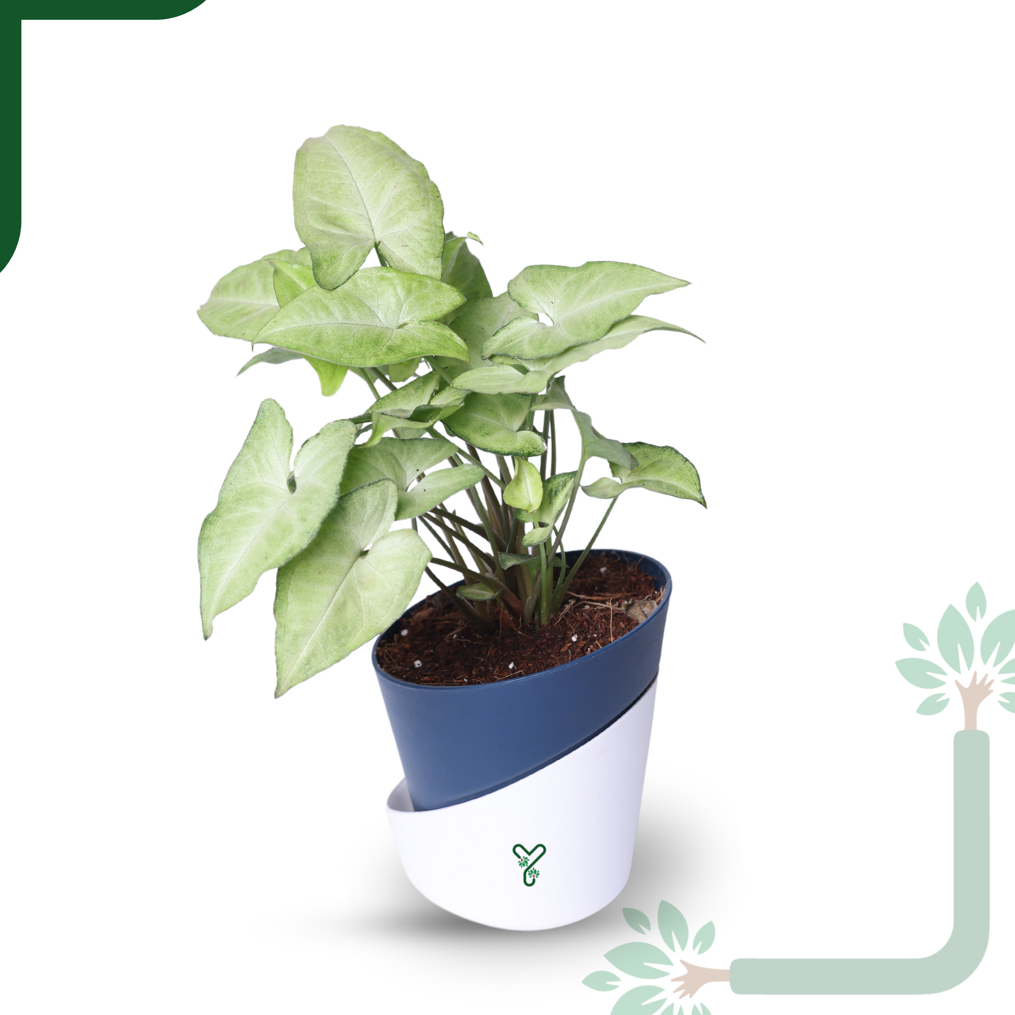Syngonium White Butterfly Plant-Air Purifying & Elegant Indoor Plant_2