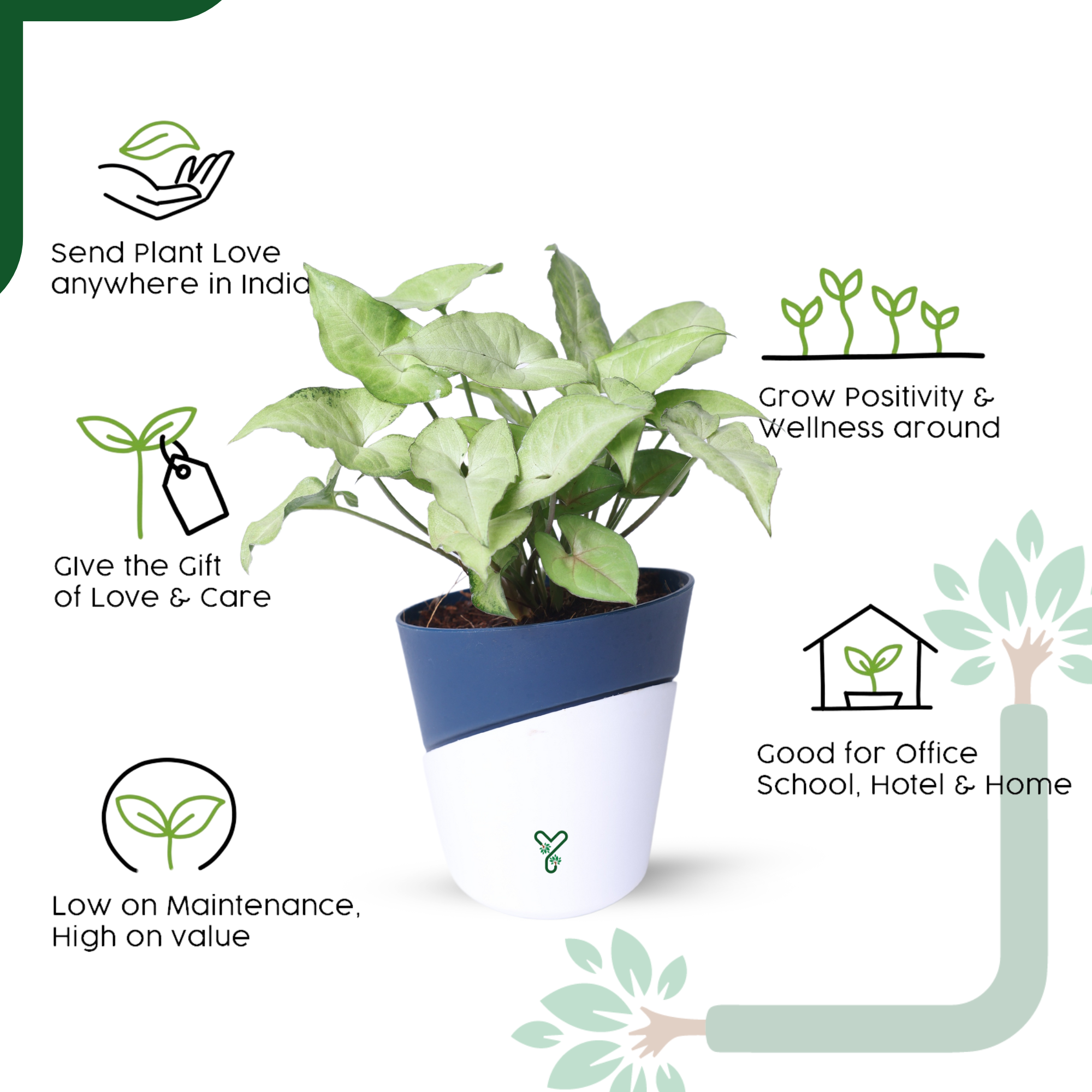 Syngonium White Butterfly Plant-Air Purifying & Elegant Indoor Plant_3