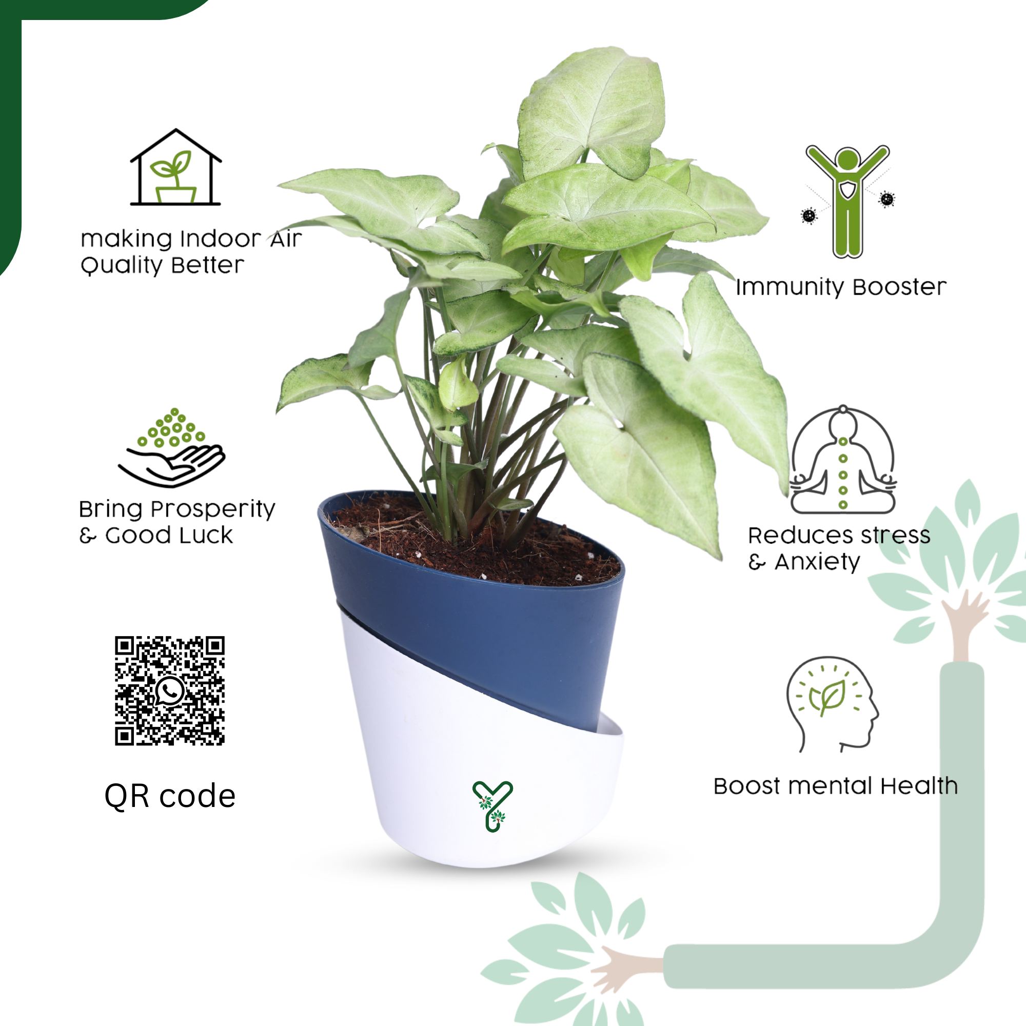 Syngonium White Butterfly Plant-Air Purifying & Elegant Indoor Plant_4
