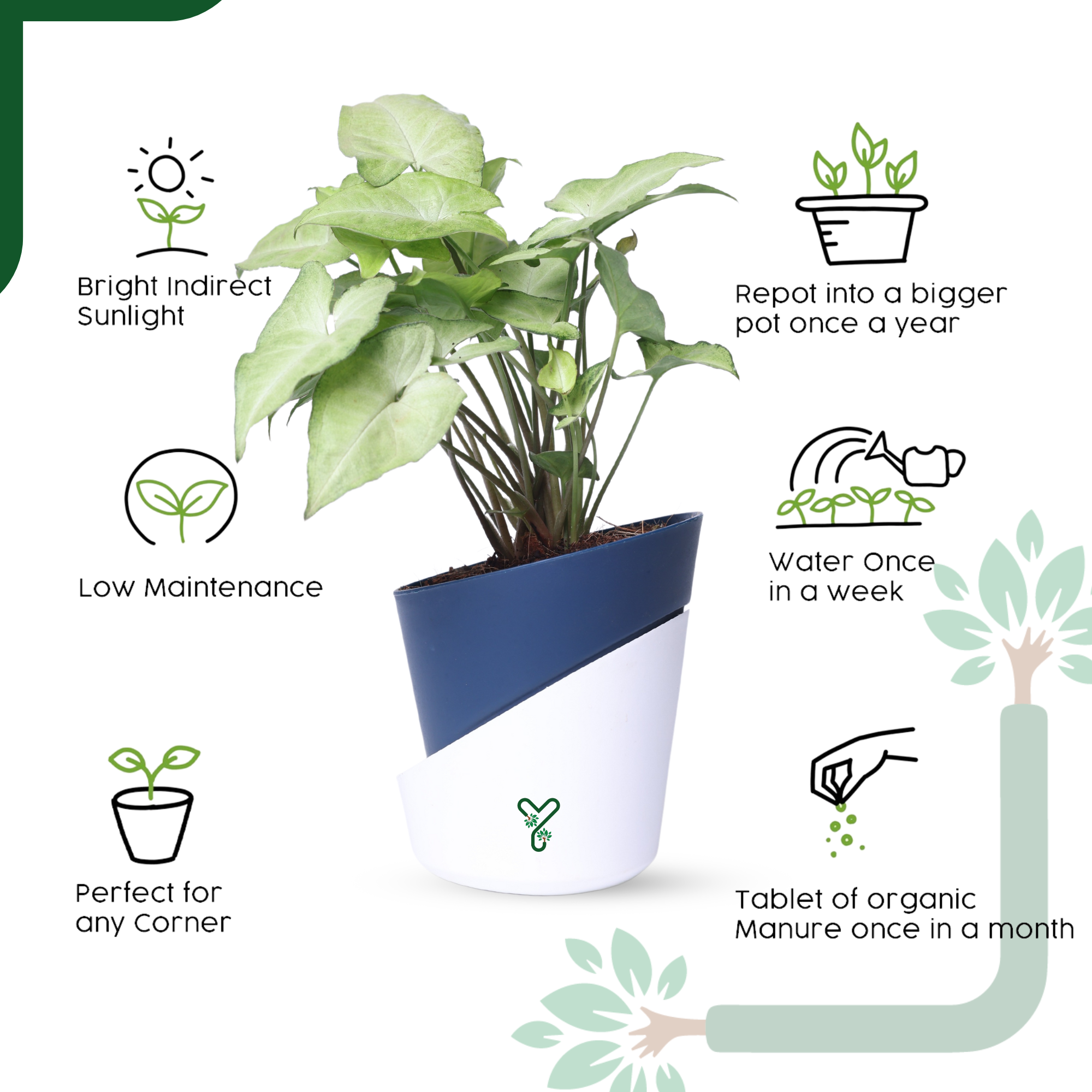 Syngonium White Butterfly Plant-Air Purifying & Elegant Indoor Plant_5