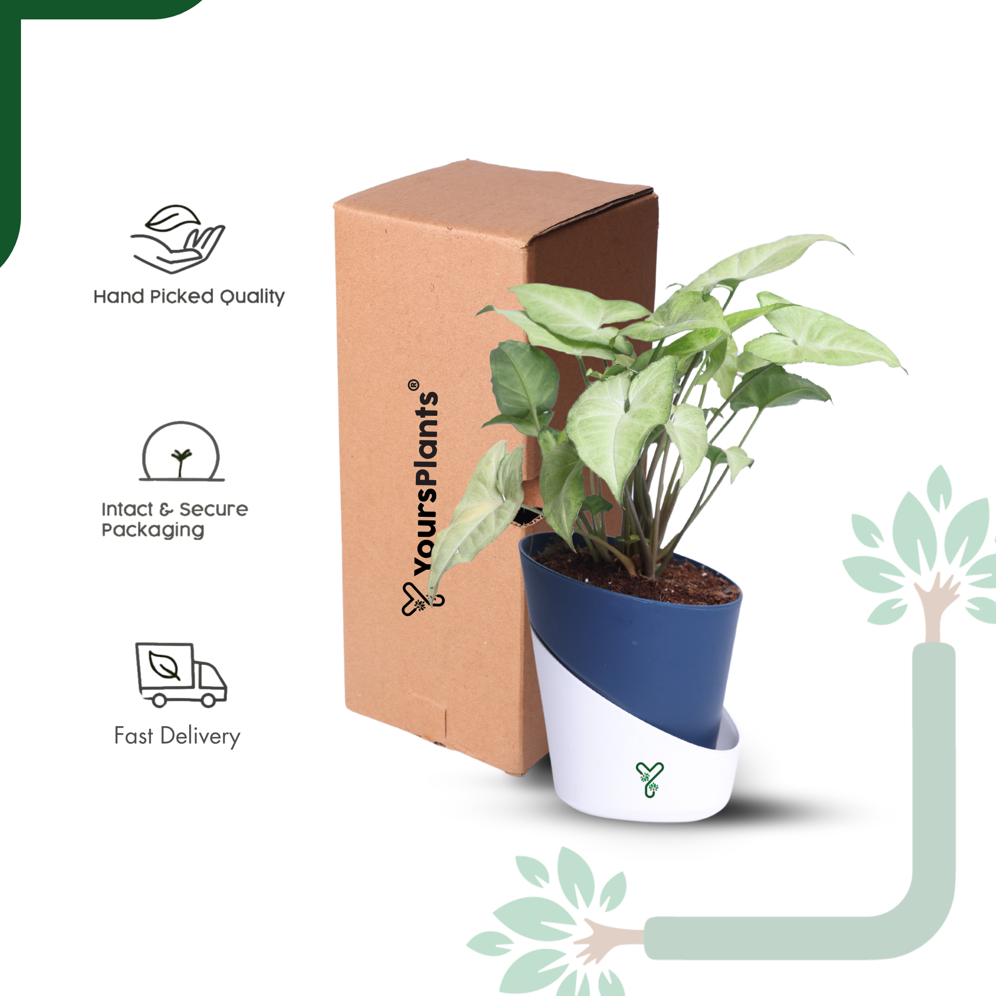Syngonium White Butterfly Plant-Air Purifying & Elegant Indoor Plant_6