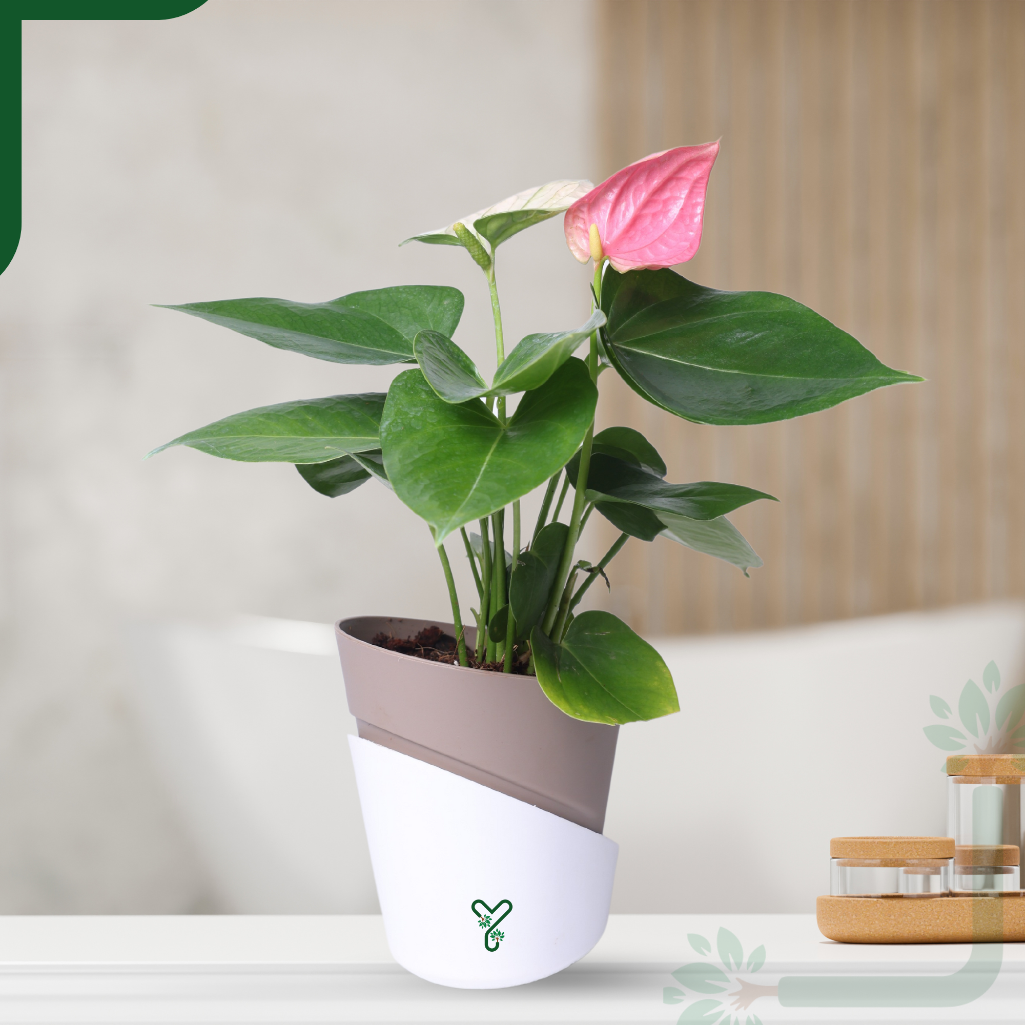 AQI fighter - Anthurium Plant Pink Live - Elegant Blooms & Air Purifying Indoor Plant_0