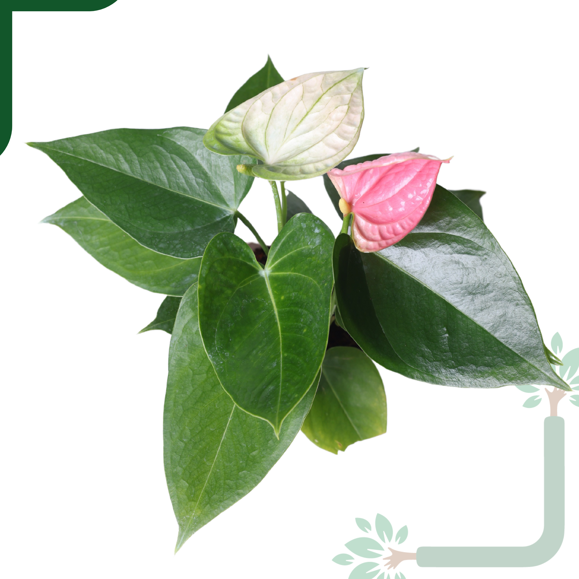 AQI fighter - Anthurium Plant Pink Live - Elegant Blooms & Air Purifying Indoor Plant_1