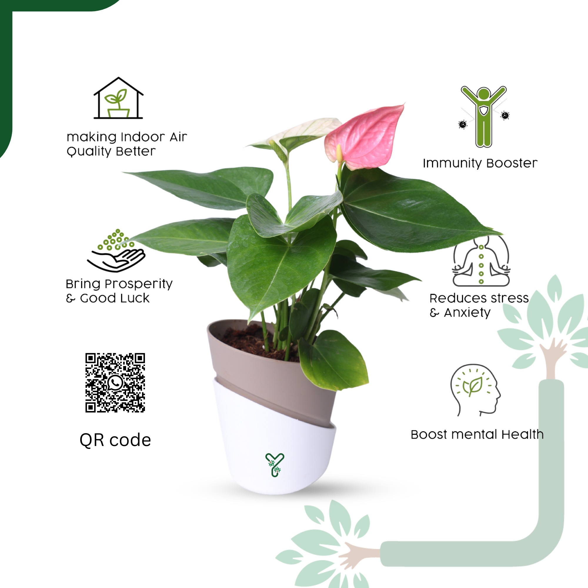 AQI fighter - Anthurium Plant Pink Live - Elegant Blooms & Air Purifying Indoor Plant_3