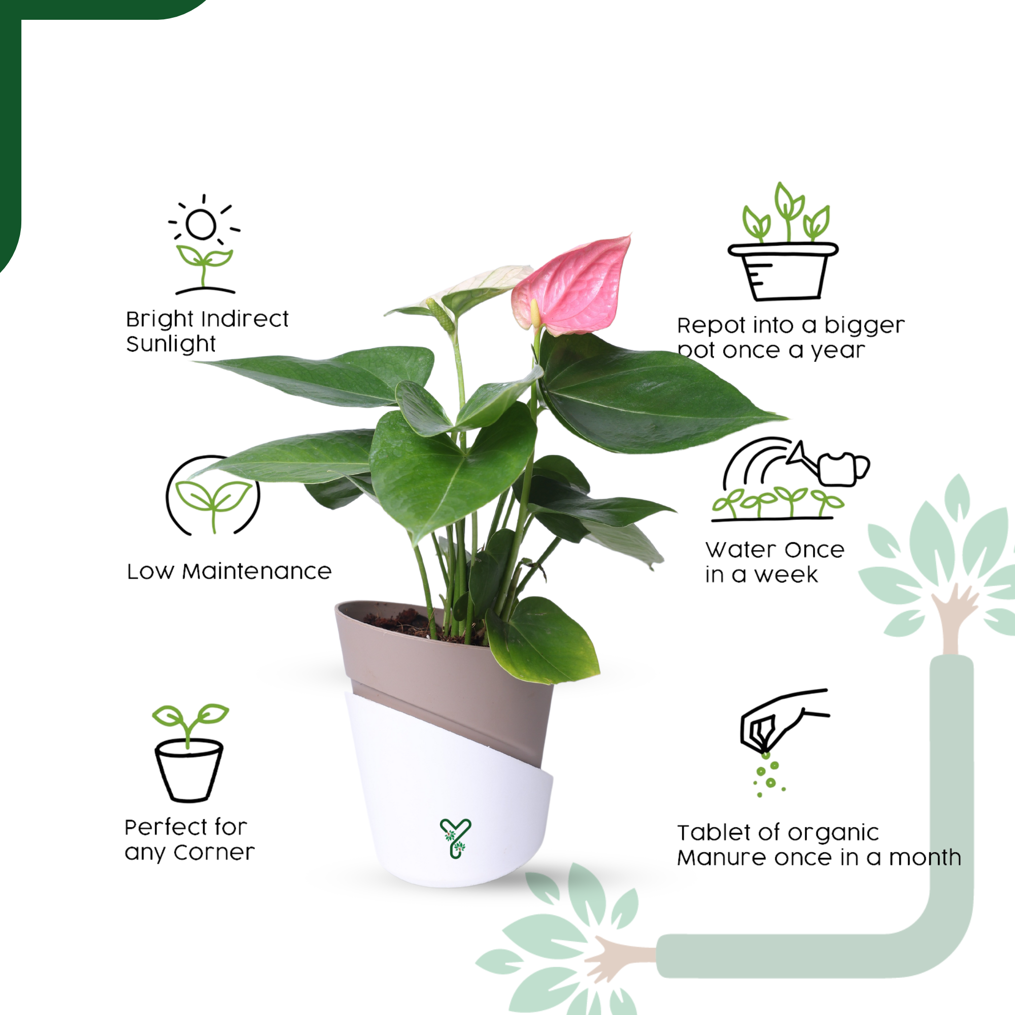 AQI fighter - Anthurium Plant Pink Live - Elegant Blooms & Air Purifying Indoor Plant_4