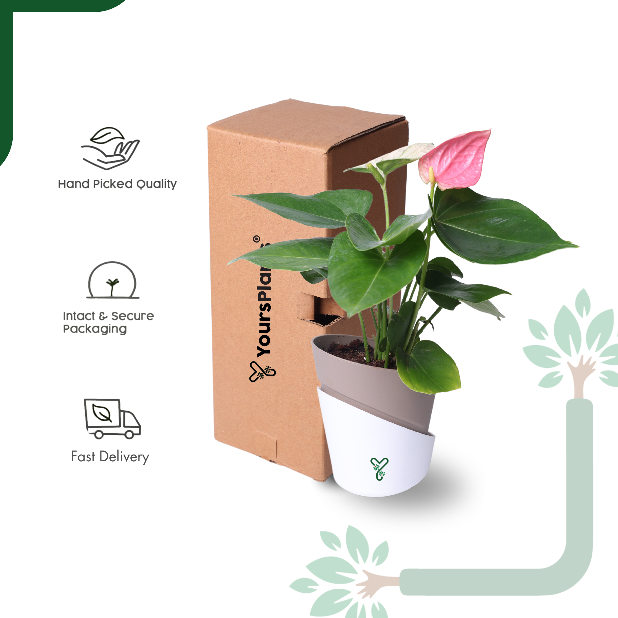 AQI fighter - Anthurium Plant Pink Live - Elegant Blooms & Air Purifying Indoor Plant_5