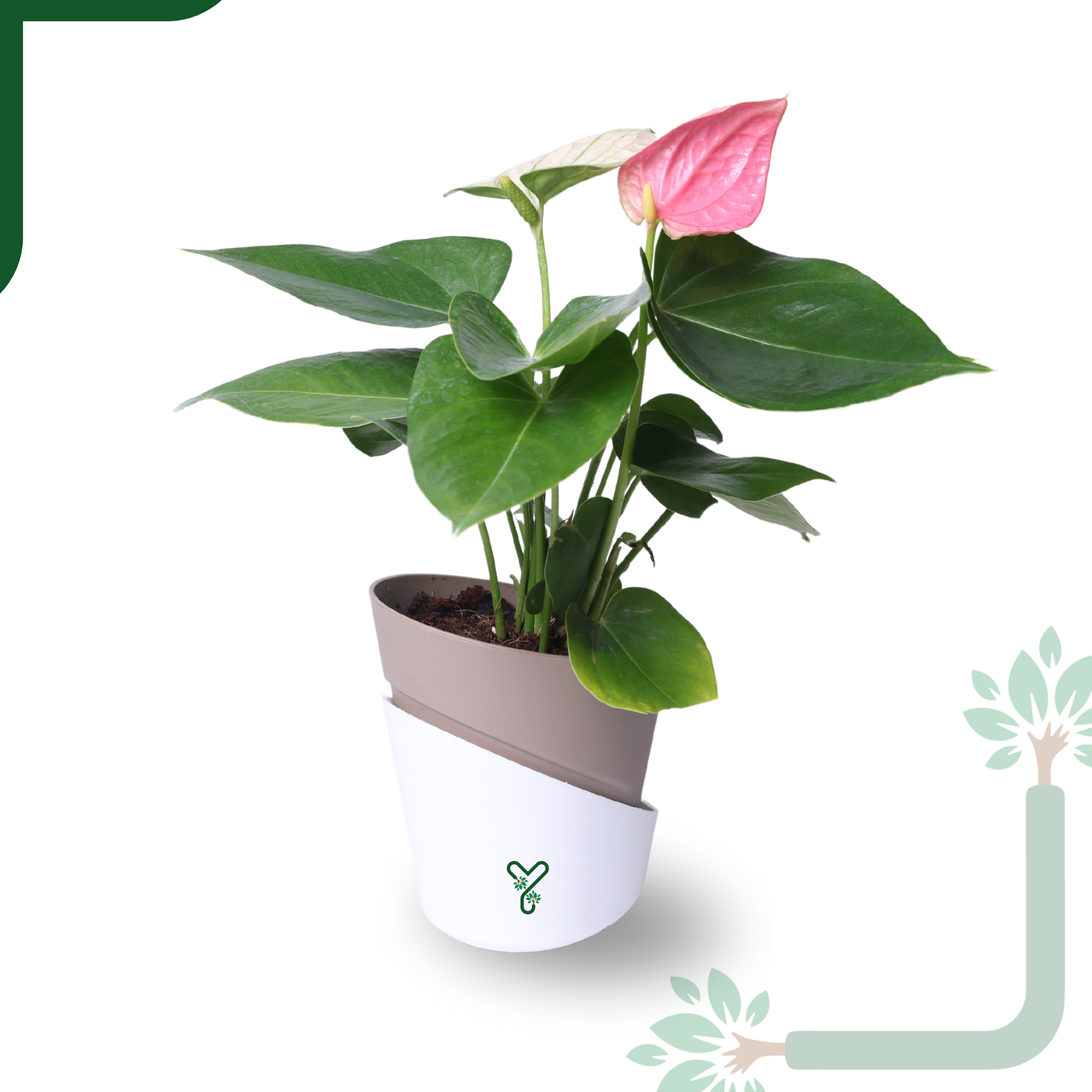 AQI fighter - Anthurium Plant Pink Live - Elegant Blooms & Air Purifying Indoor Plant_6