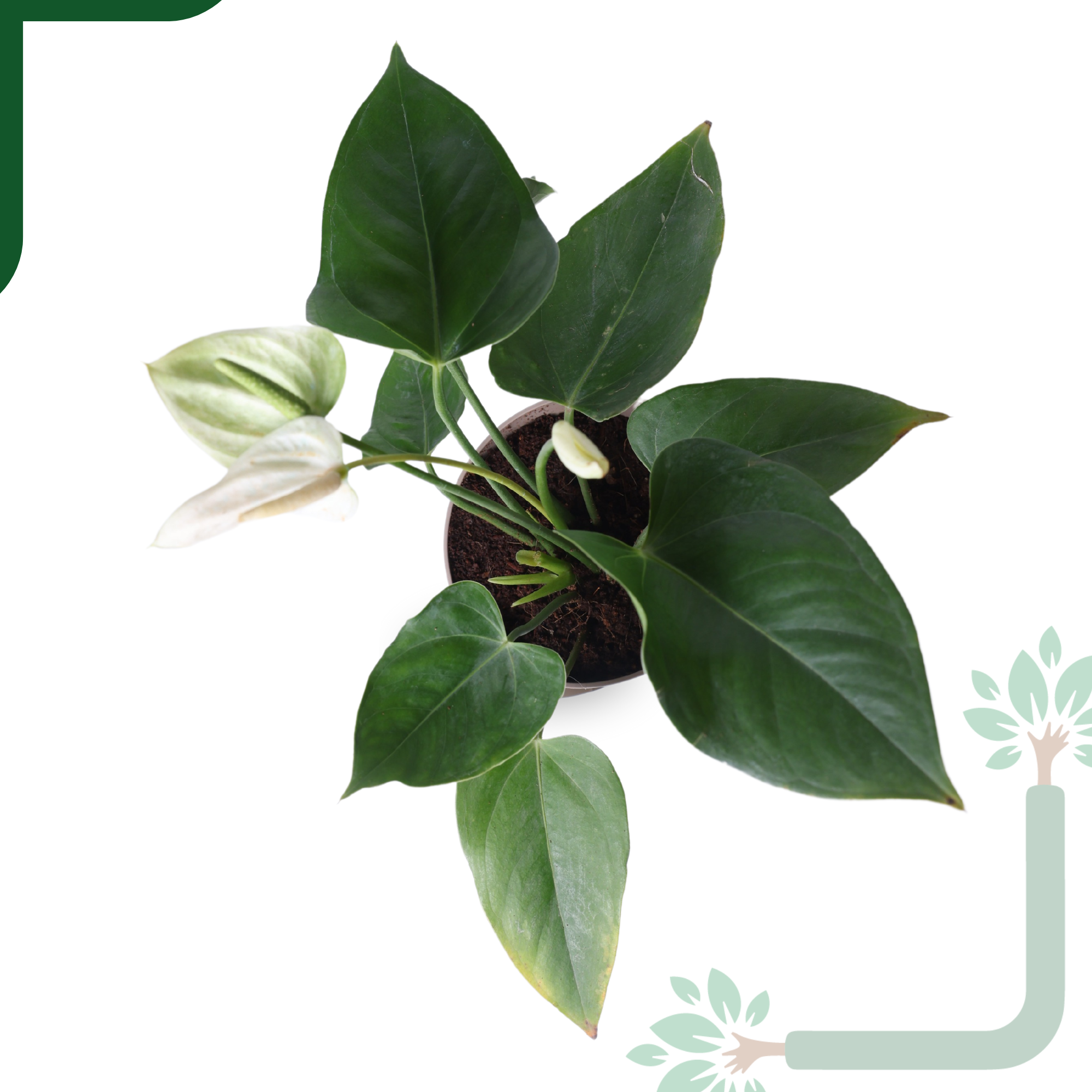 Anthurium Plant White Live - Elegant Purity & Air Purifying Indoor Plant_2