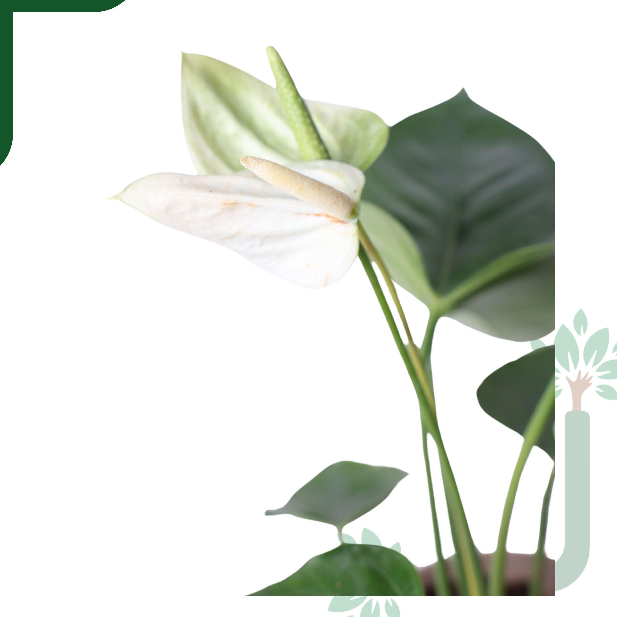 Anthurium Plant White Live - Elegant Purity & Air Purifying Indoor Plant_3