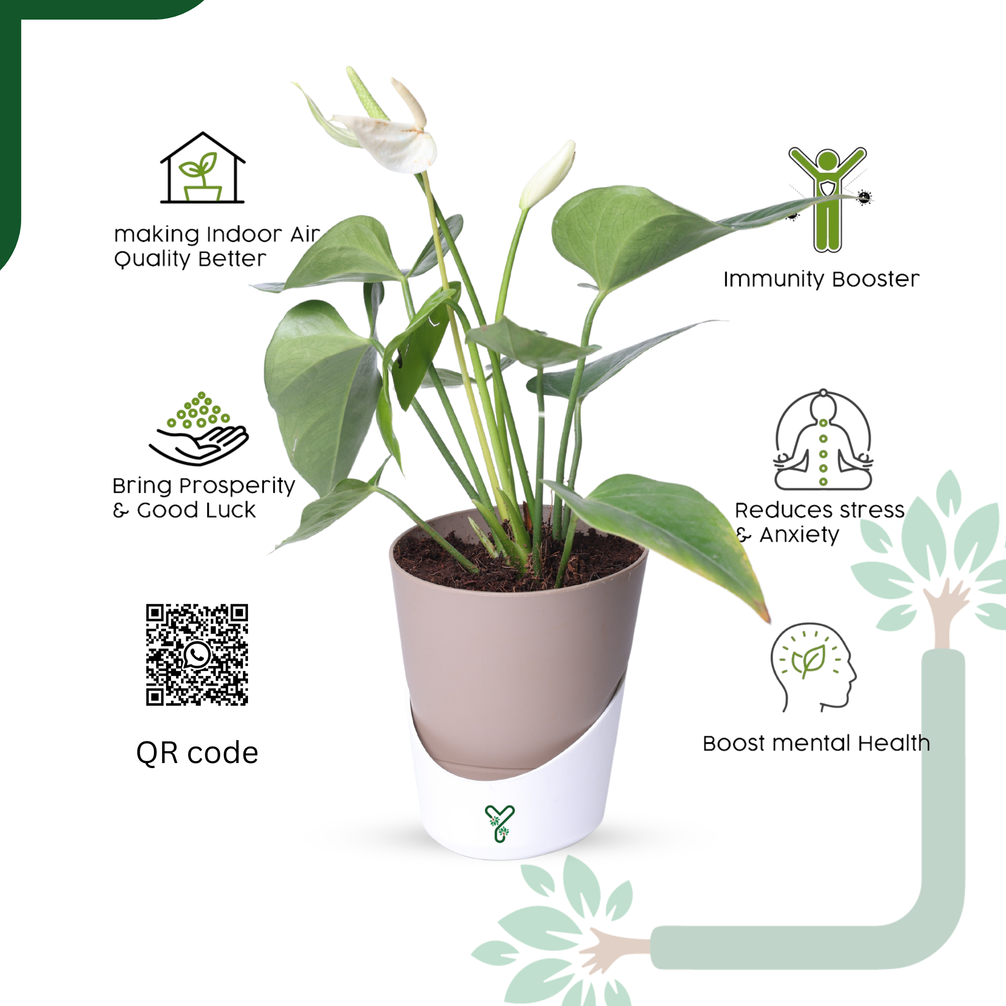 Anthurium Plant White Live - Elegant Purity & Air Purifying Indoor Plant_4