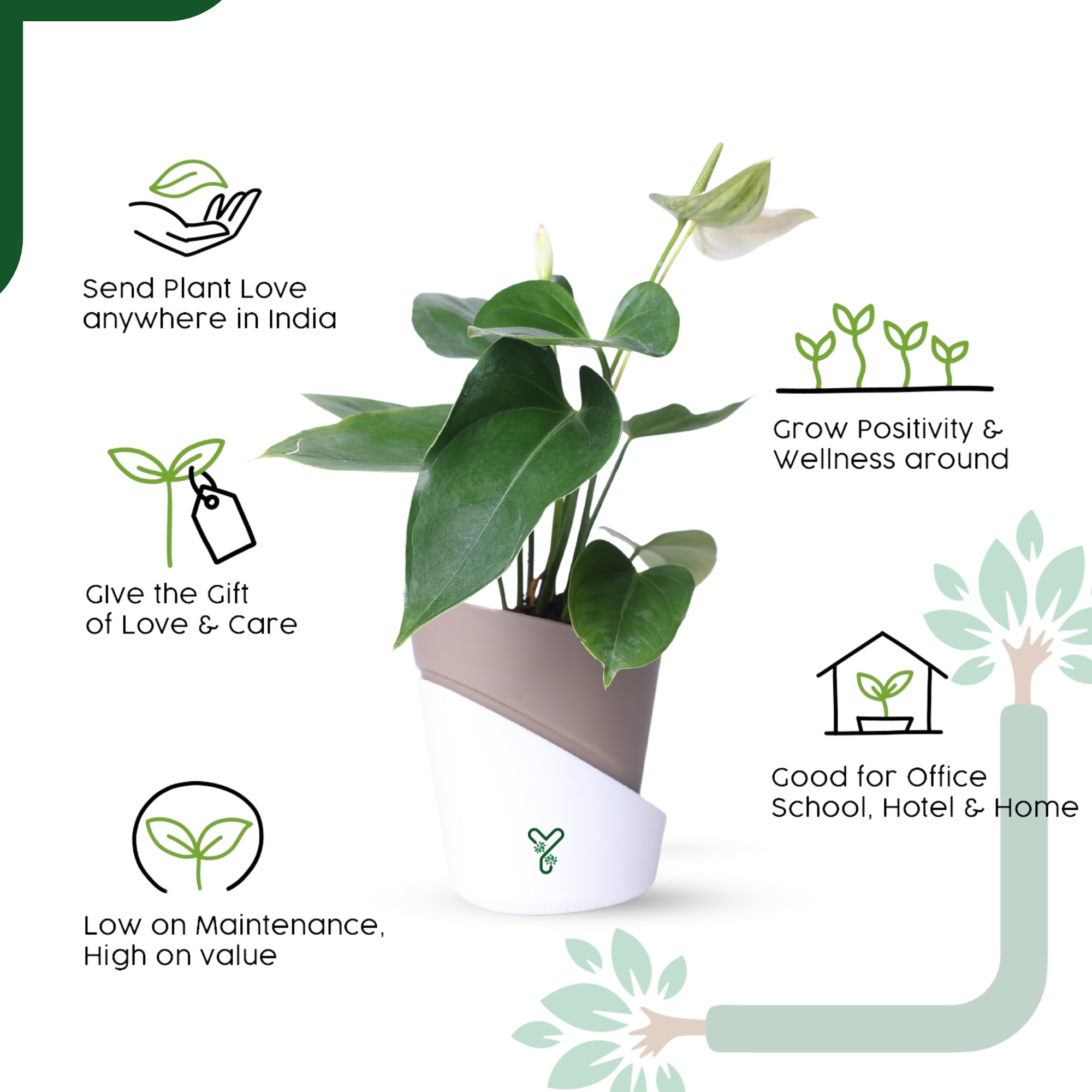 Anthurium Plant White Live - Elegant Purity & Air Purifying Indoor Plant_5