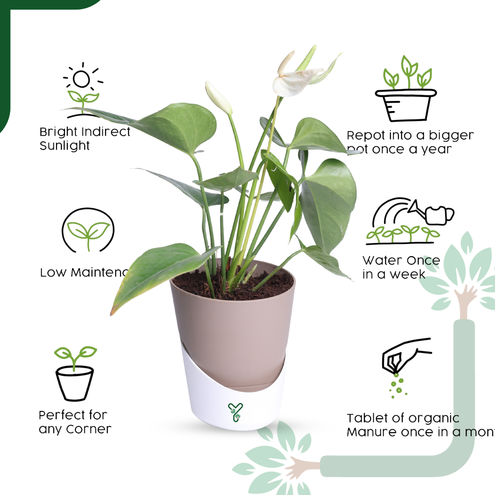 Anthurium Plant White Live - Elegant Purity & Air Purifying Indoor Plant_6