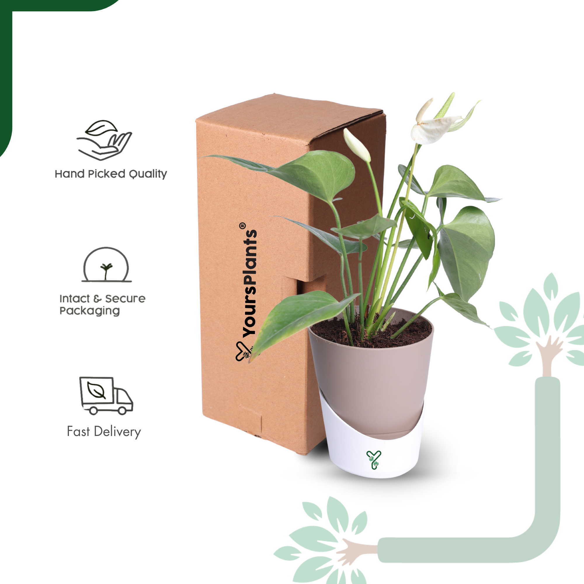 Anthurium Plant White Live - Elegant Purity & Air Purifying Indoor Plant_7