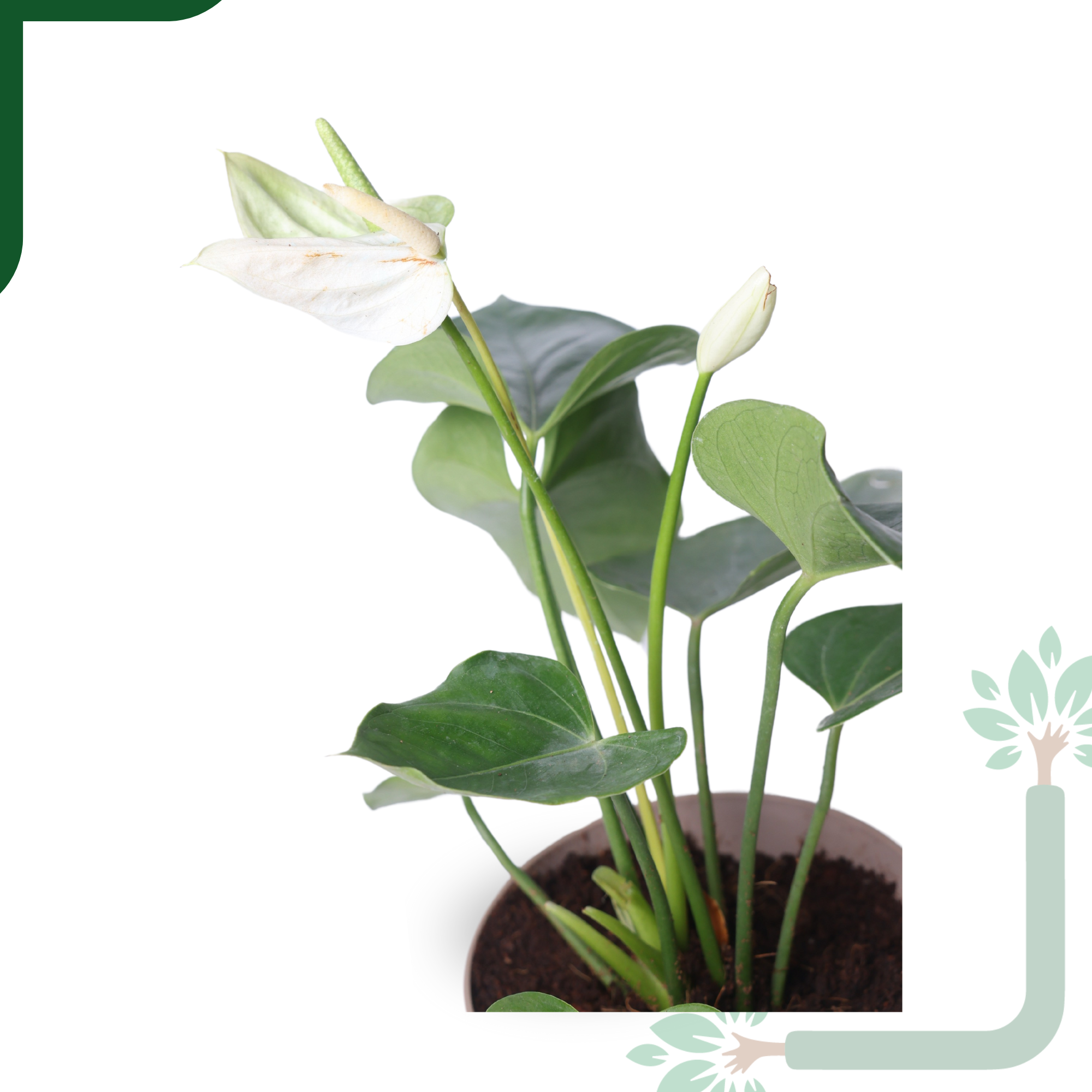 Anthurium Plant White Live - Elegant Purity & Air Purifying Indoor Plant_1