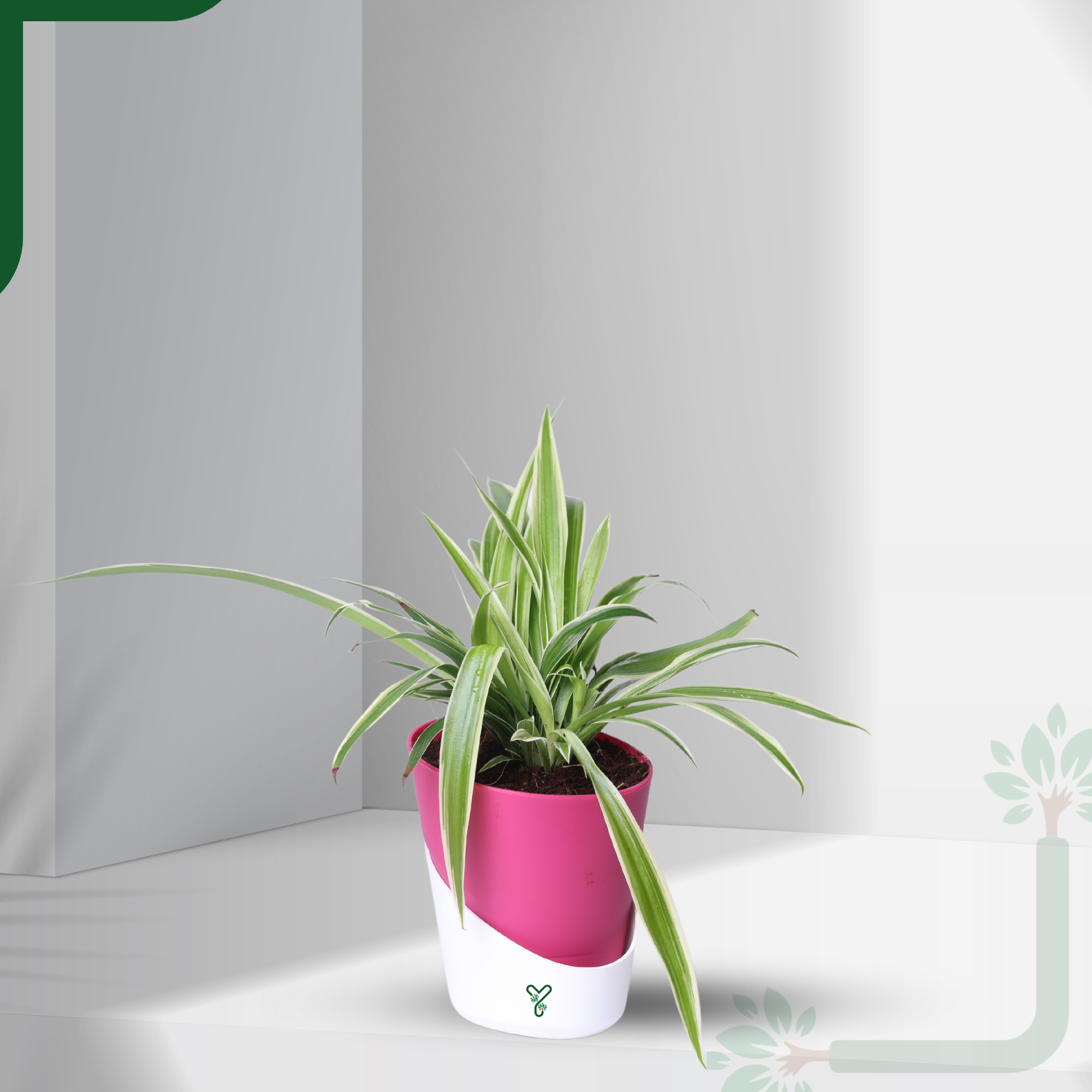 NASA Approved Air Purifier Spider Plant - Easy Care & Clean Air Champion_0