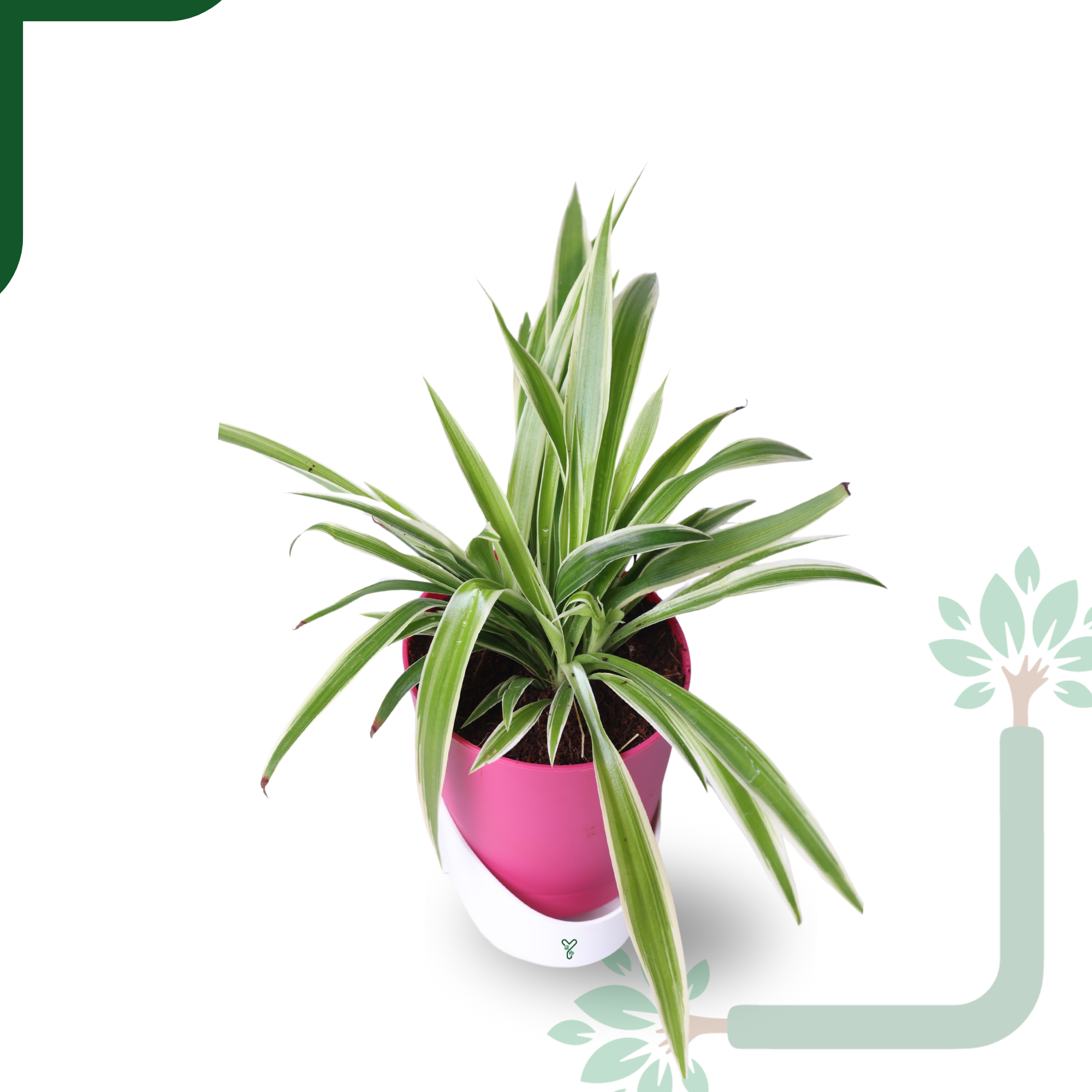NASA Approved Air Purifier Spider Plant - Easy Care & Clean Air Champion_1