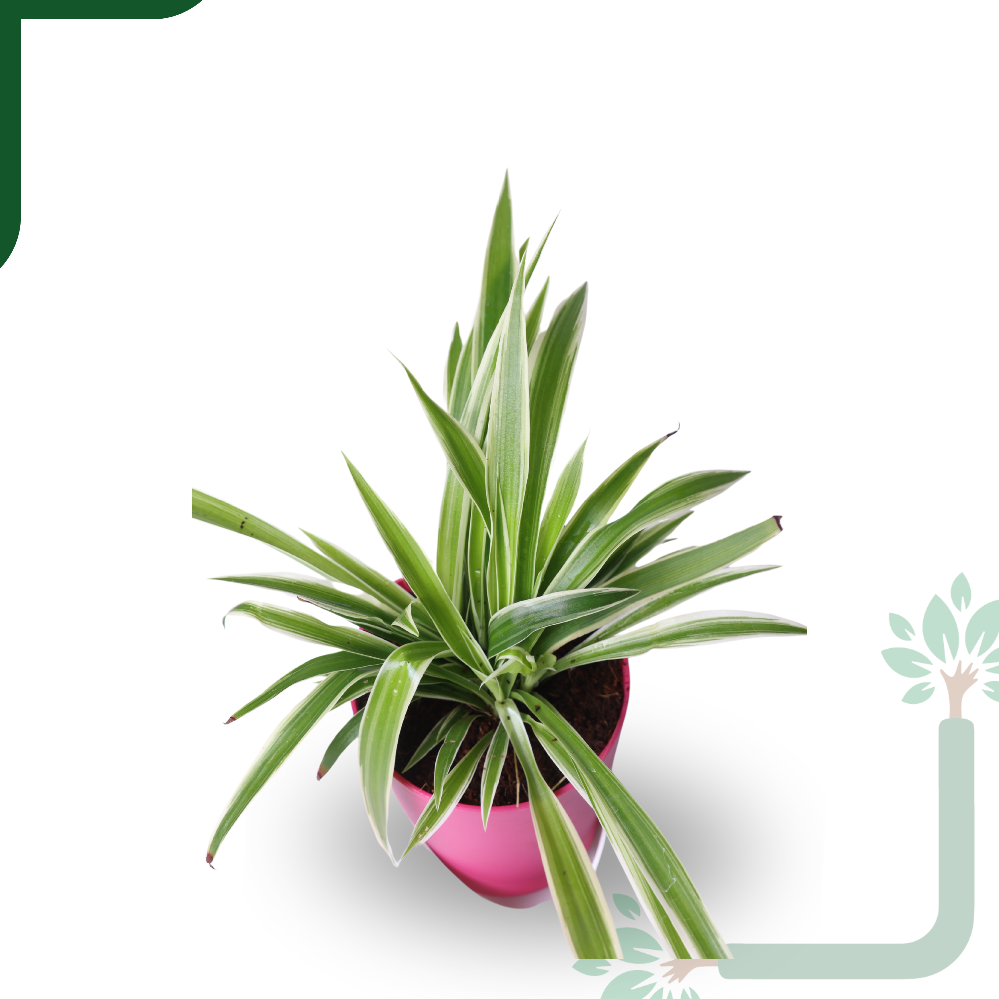 NASA Approved Air Purifier Spider Plant - Easy Care & Clean Air Champion_2