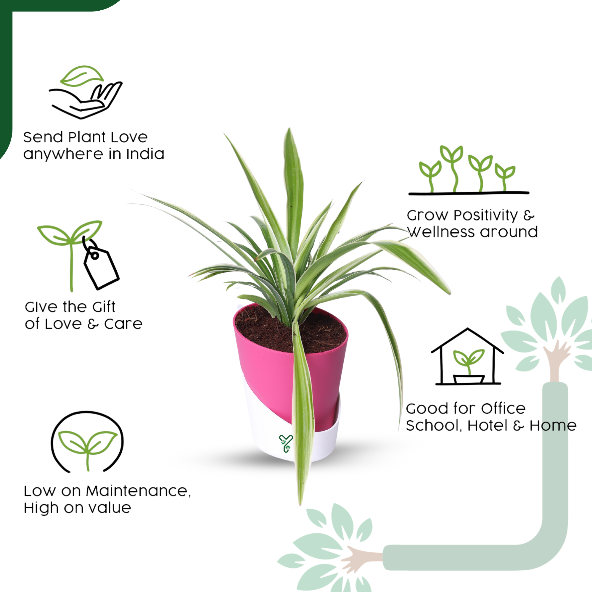 NASA Approved Air Purifier Spider Plant - Easy Care & Clean Air Champion_3