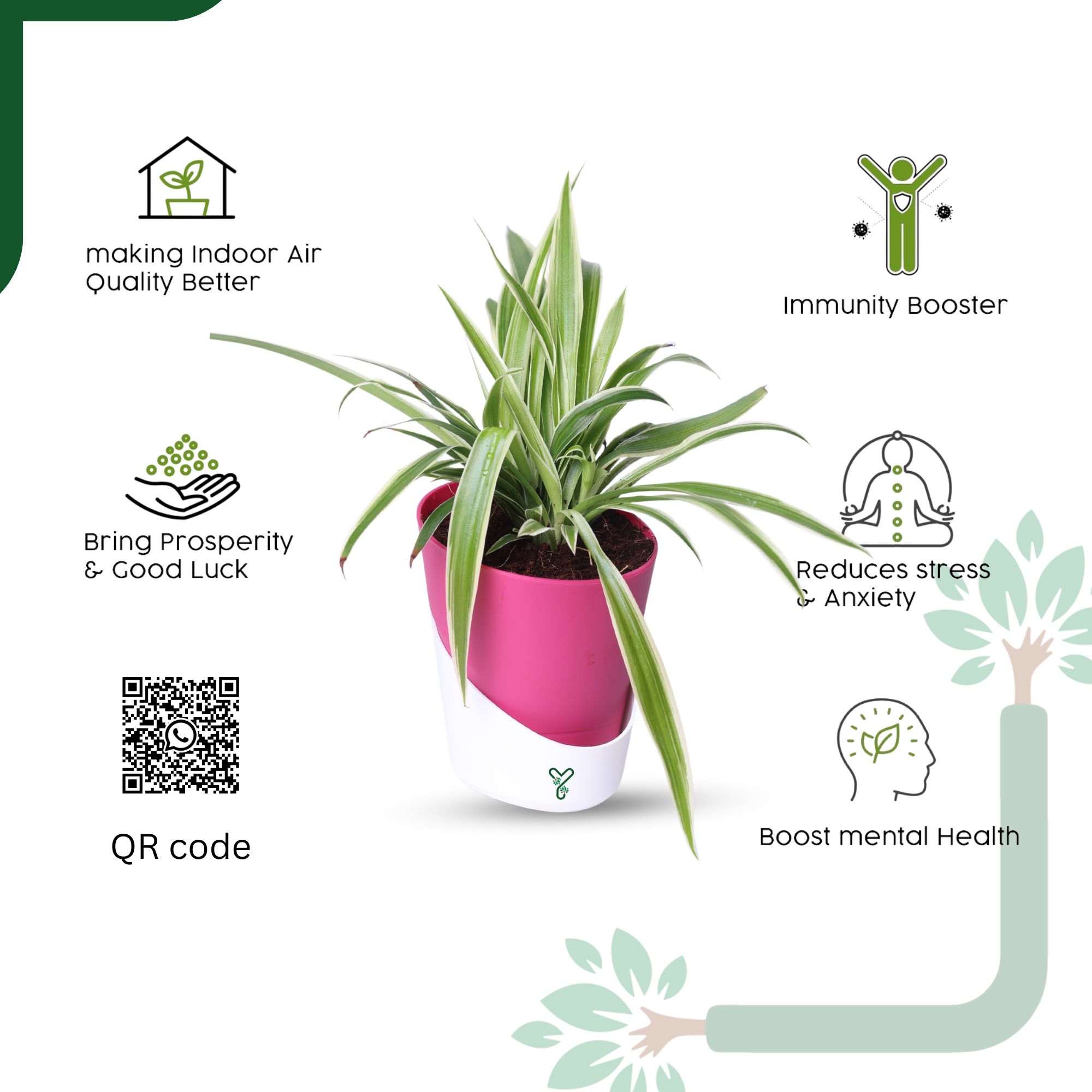 NASA Approved Air Purifier Spider Plant - Easy Care & Clean Air Champion_4