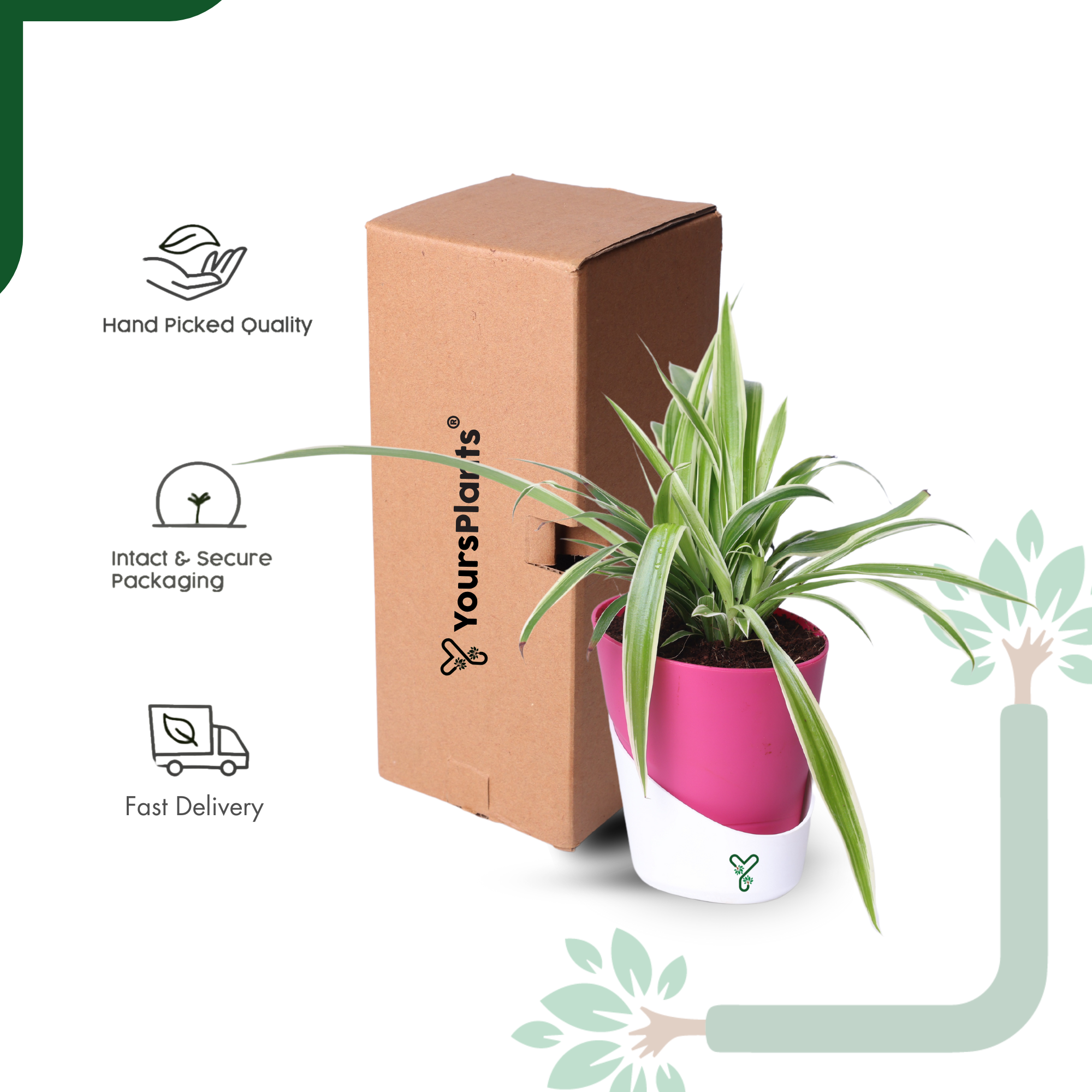 NASA Approved Air Purifier Spider Plant - Easy Care & Clean Air Champion_6