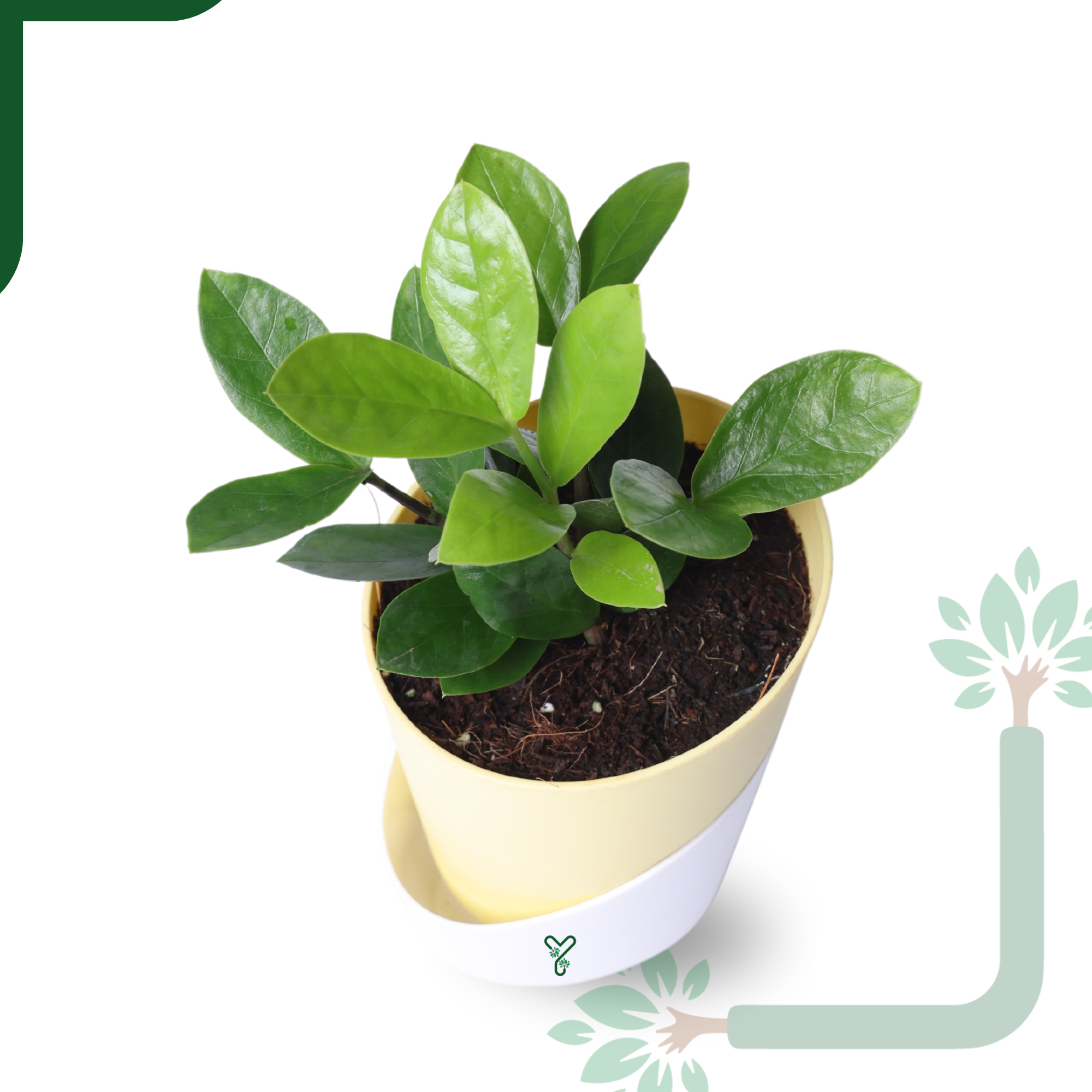 ZZ Green Plant (Zamioculcas Zamiifolia) - Easy Care & Air Purifying Indoor Plant_1